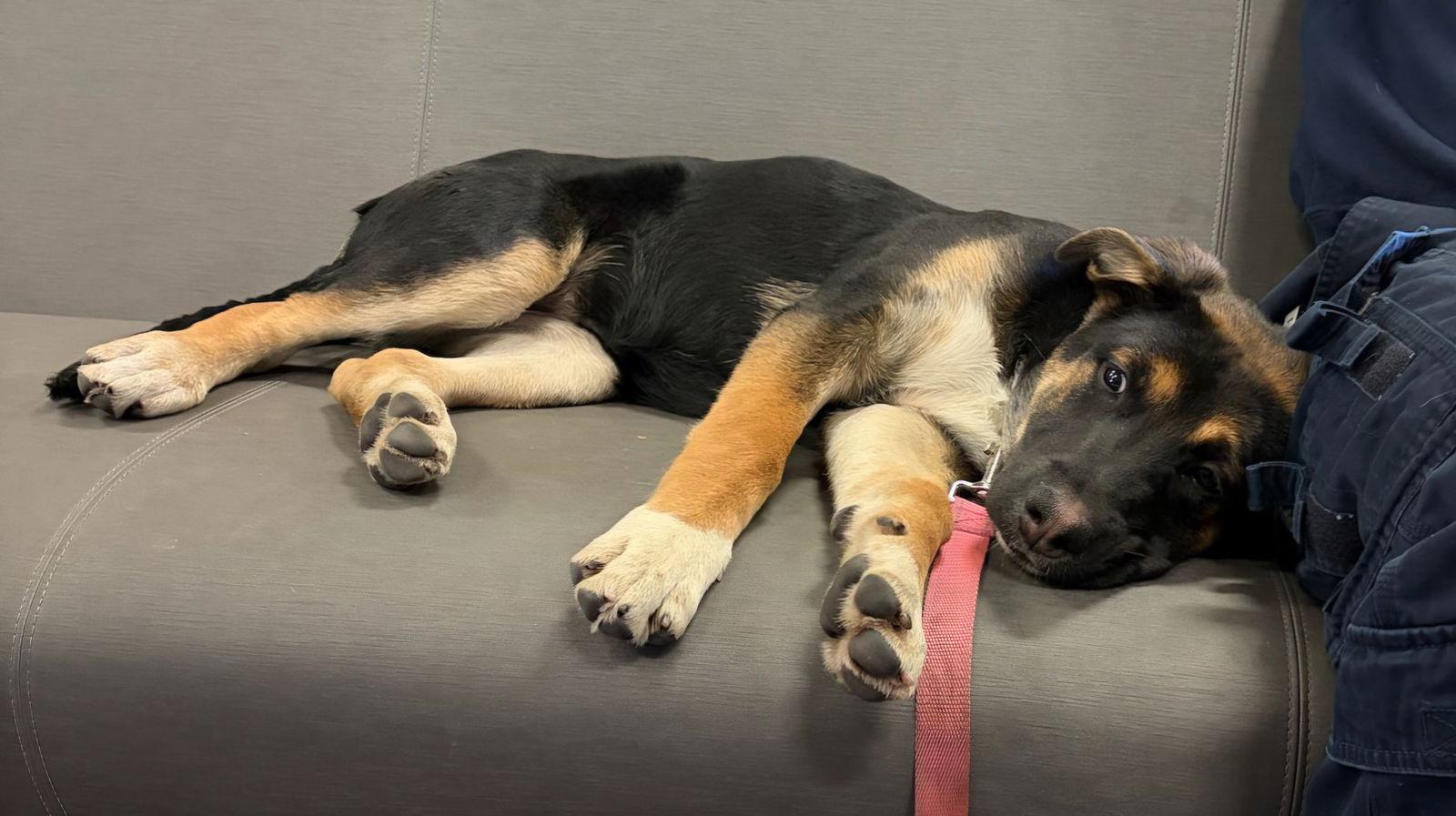 Zoe, Adopted, Puppy Female German Shepherd Dog.