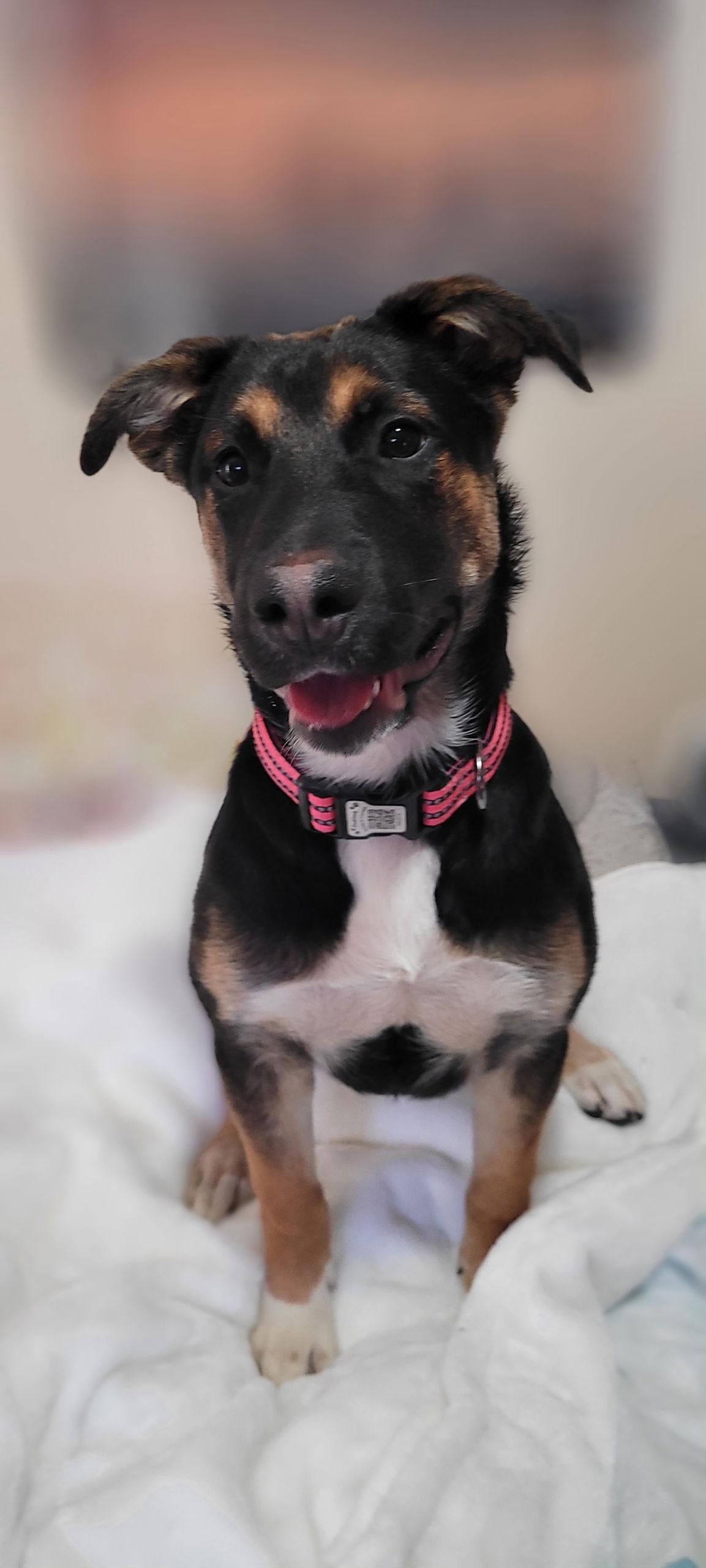 Enlarge Zoe, a Adopted German Shepherd Dog in Crete, IL image 2/3