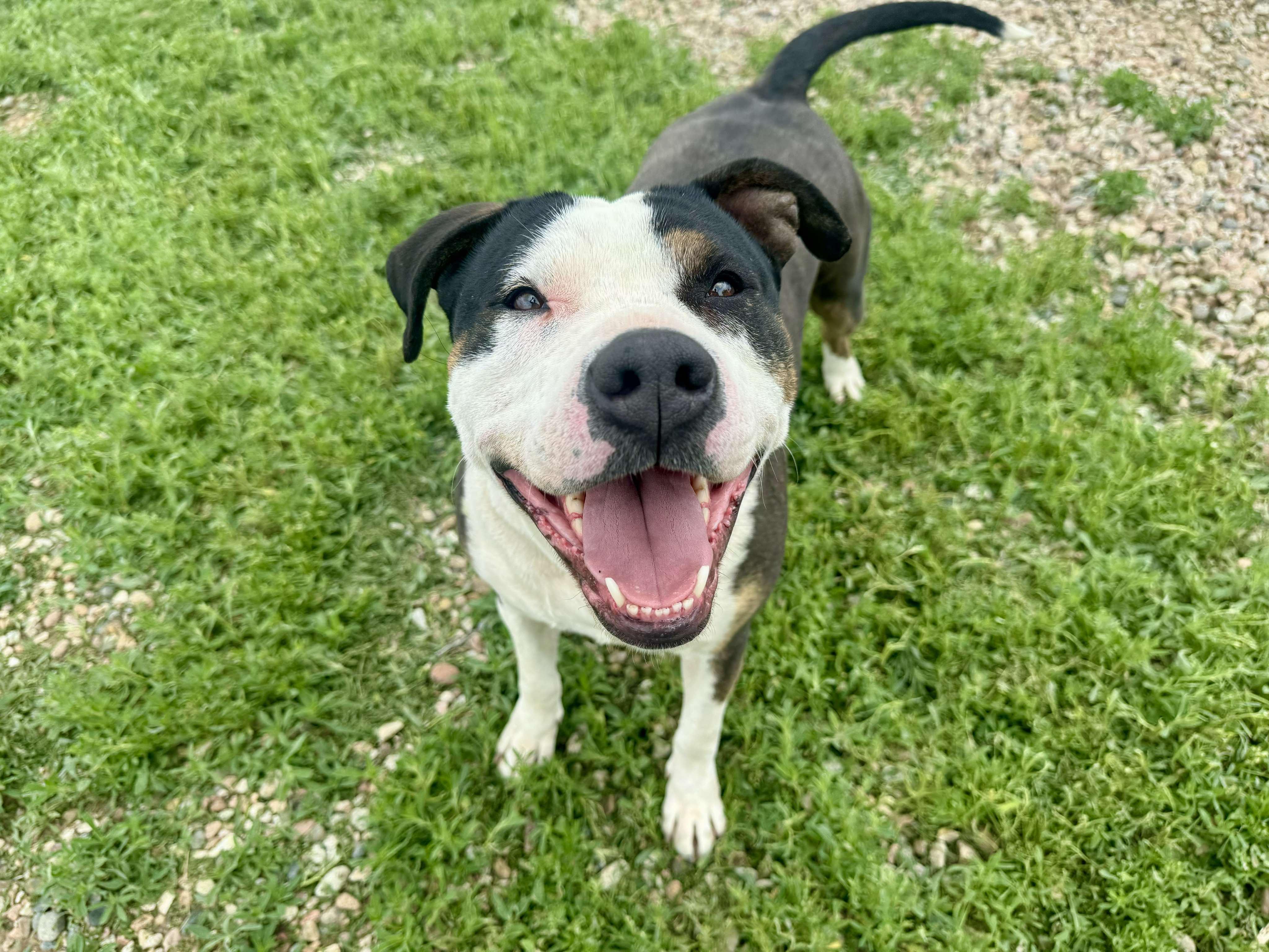 Alley, an adoptable American Staffordshire Terrier in RYE, CO, 81069 | Photo Image 1
