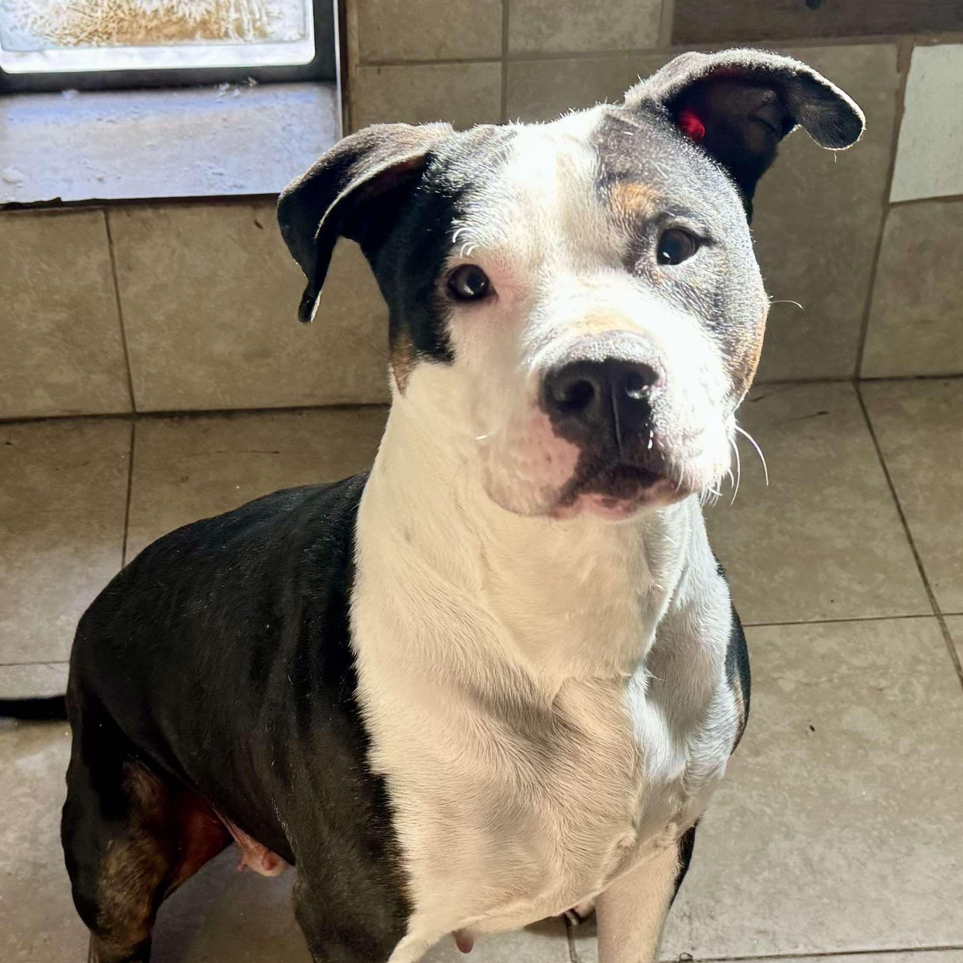 Alley, Adult Female American Staffordshire Terrier