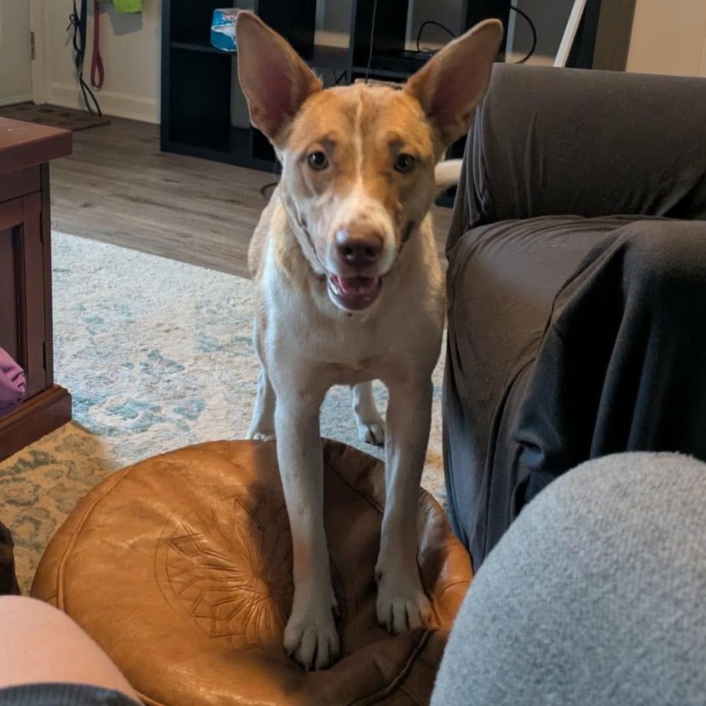 Artemis, Adoptable, Young Female German Shepherd Dog & Carolina Dog.