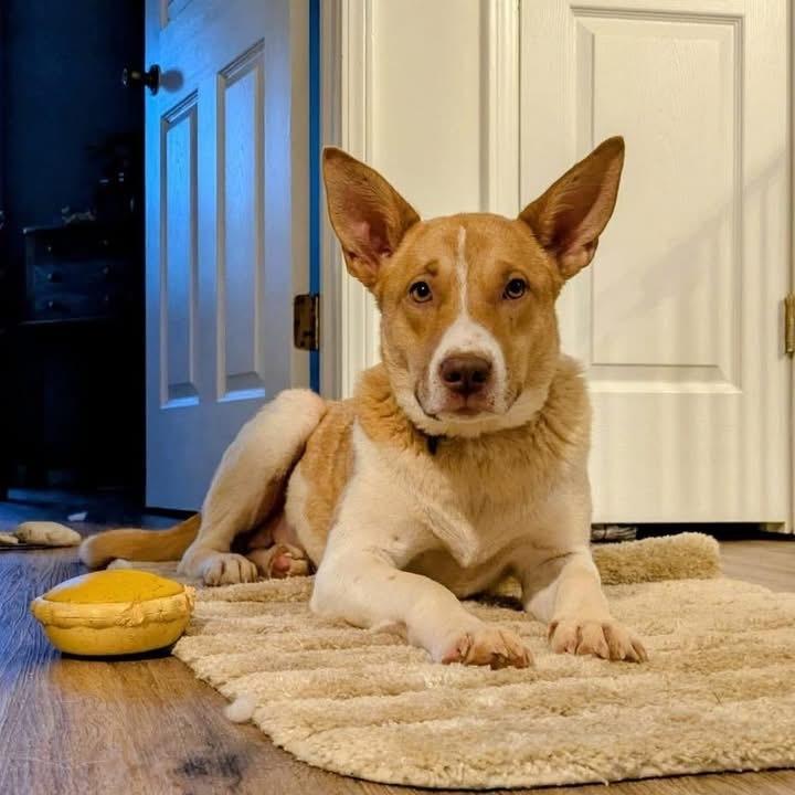 Enlarge Artemis, a Adoptable mixed breed in Newnan, GA image 2/2