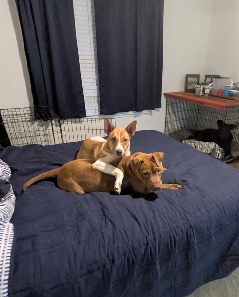 Enlarge Artemis, a Adoptable mixed breed in Newnan, GA image 5/6
