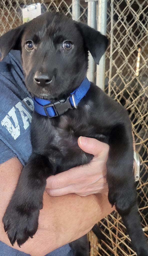 Enlarge Orchid, a Adoptable Black Labrador Retriever in Hammond, LA image 1/1