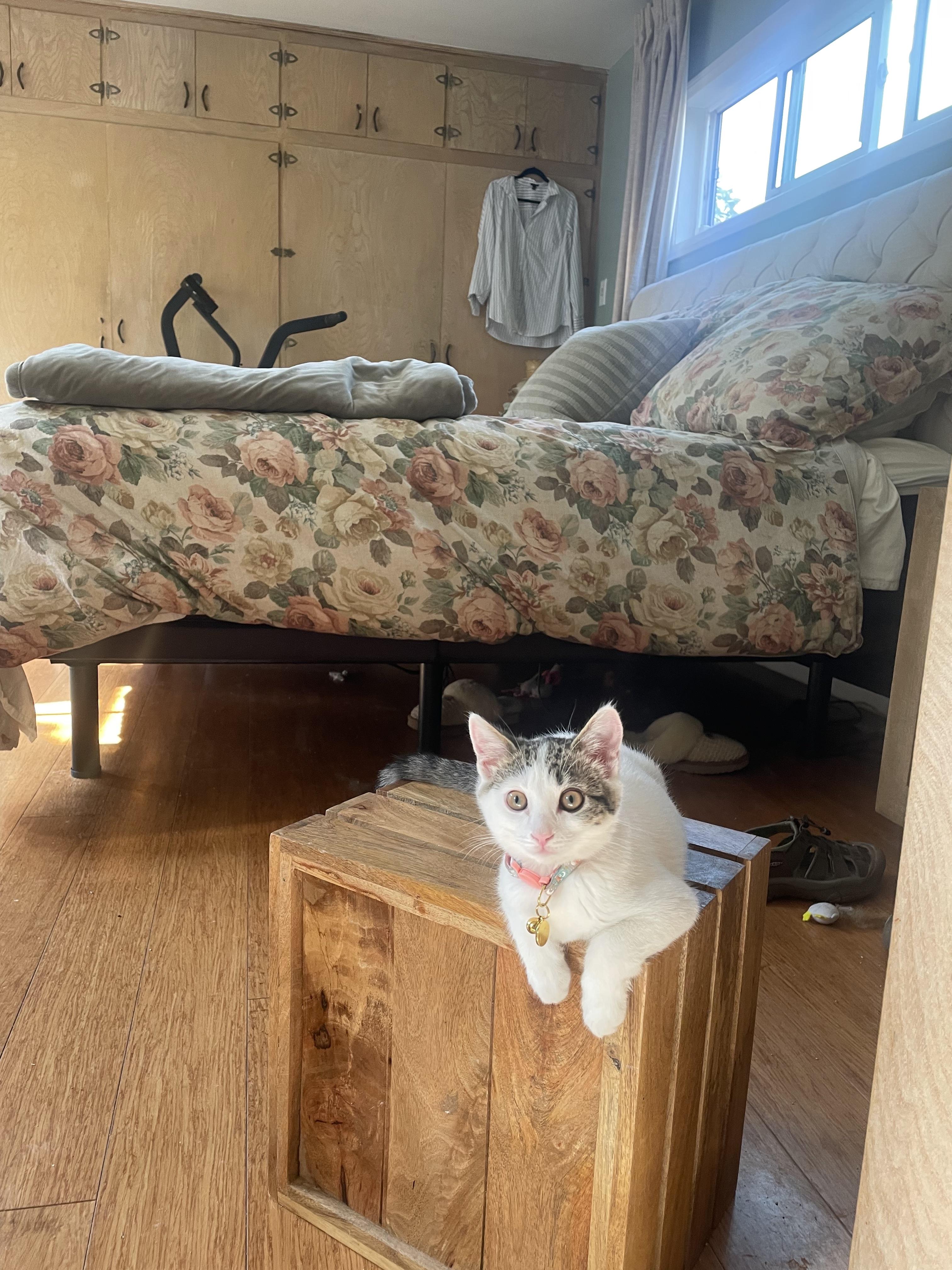 Lilly, Adoptable, Young Female Turkish Van.