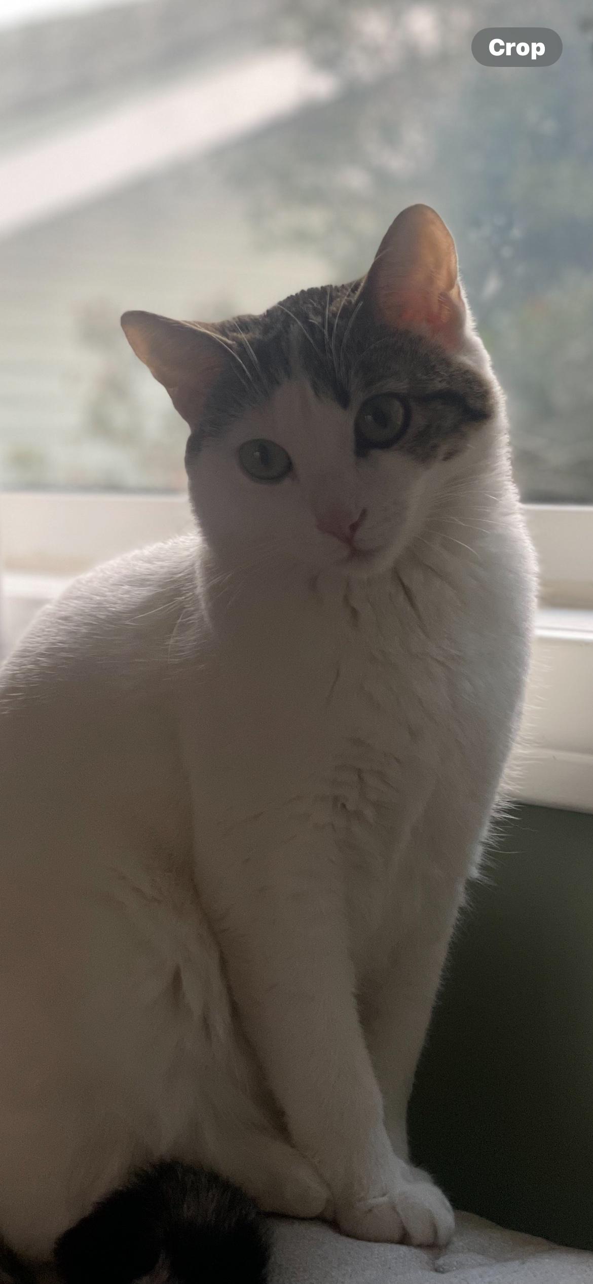 Lilly, a Adoptable mixed breed in Monrovia , CA image 2/3