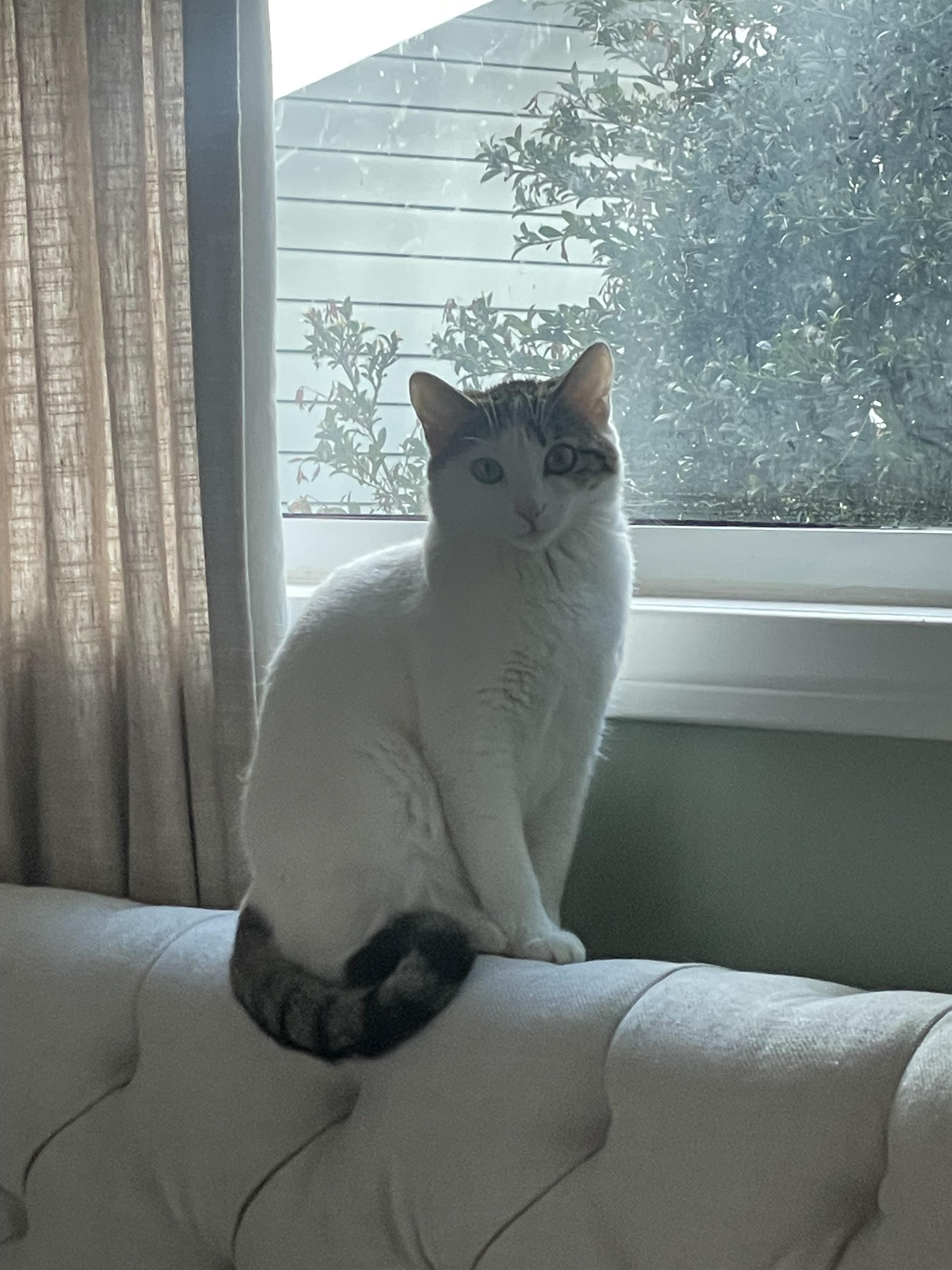 Lilly, a Adoptable mixed breed in Monrovia , CA image 3/3