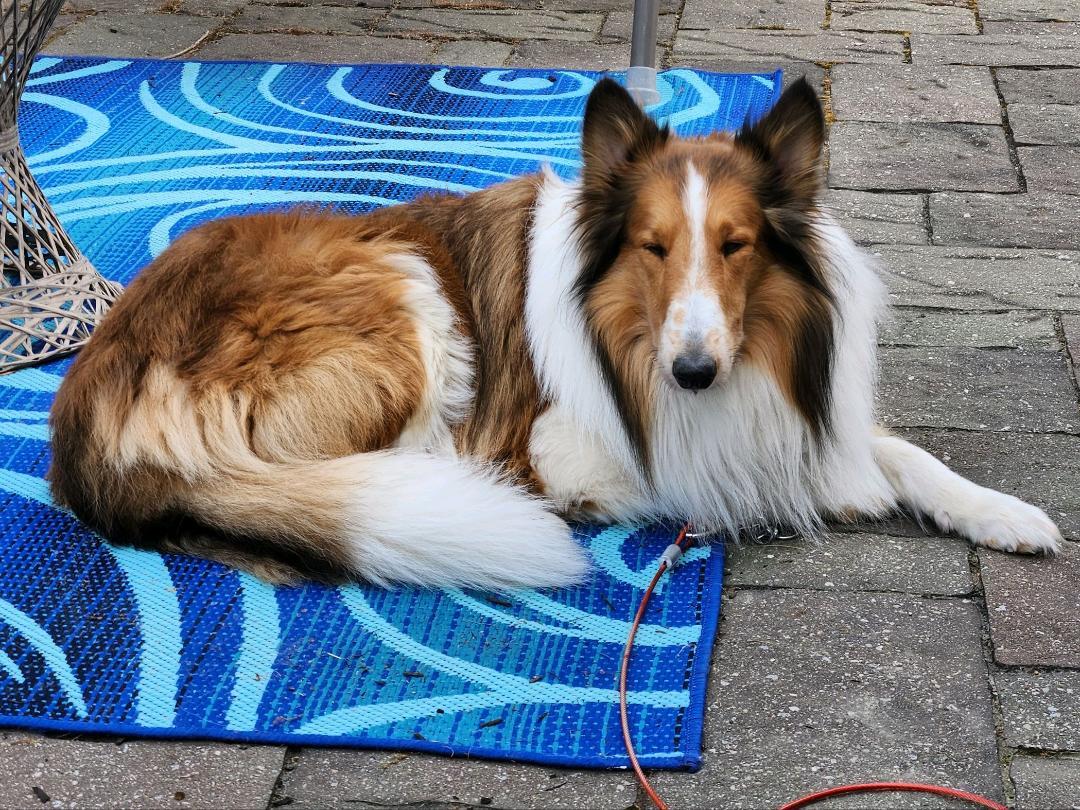 Enlarge Kris, a Adopted Rough Collie in Elyria, OH image 1/6