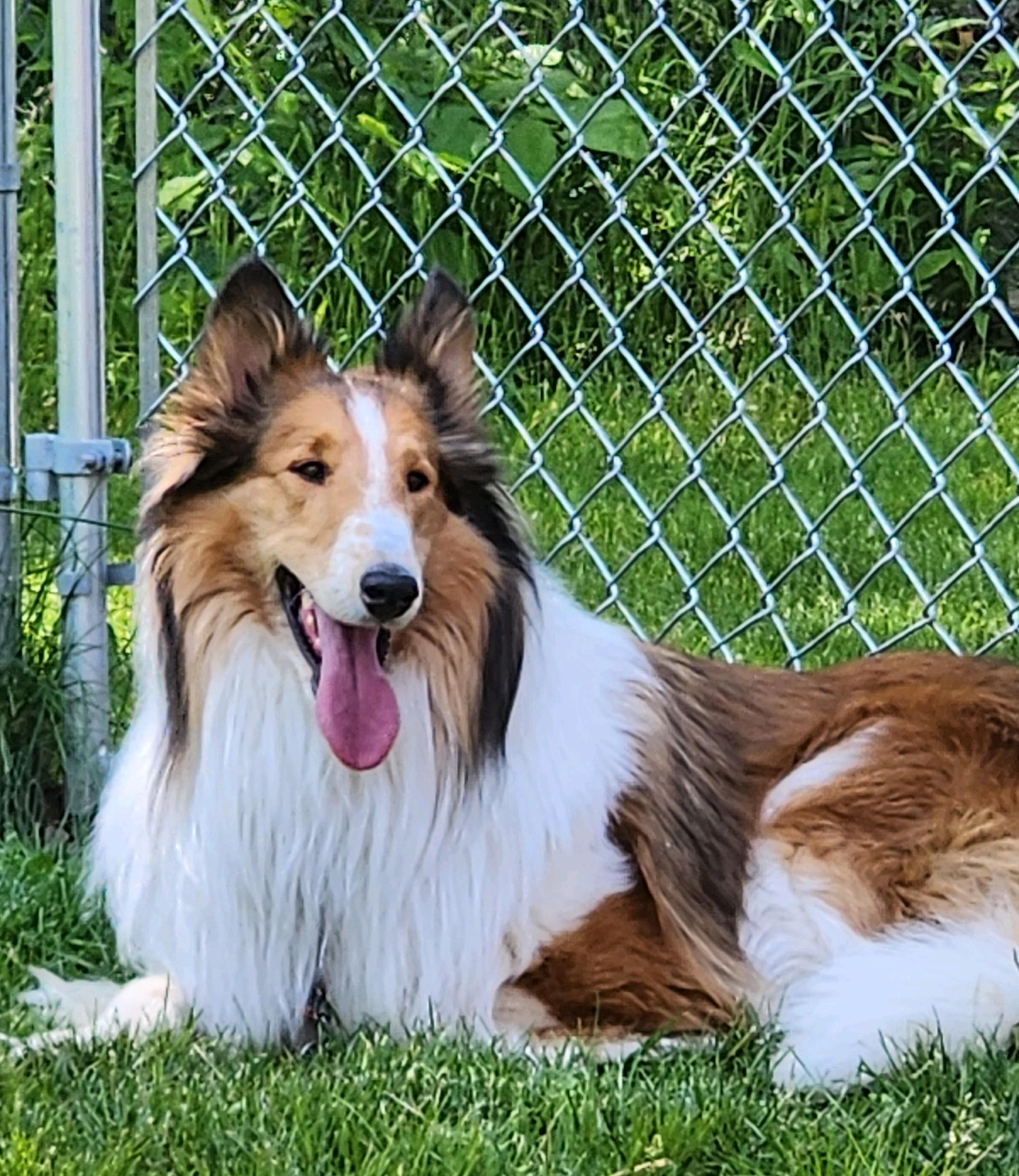 Enlarge Kris, a Adopted Rough Collie in Elyria, OH image 3/6