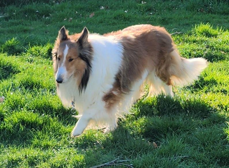 Enlarge Kris, a Adopted Rough Collie in Elyria, OH image 4/6
