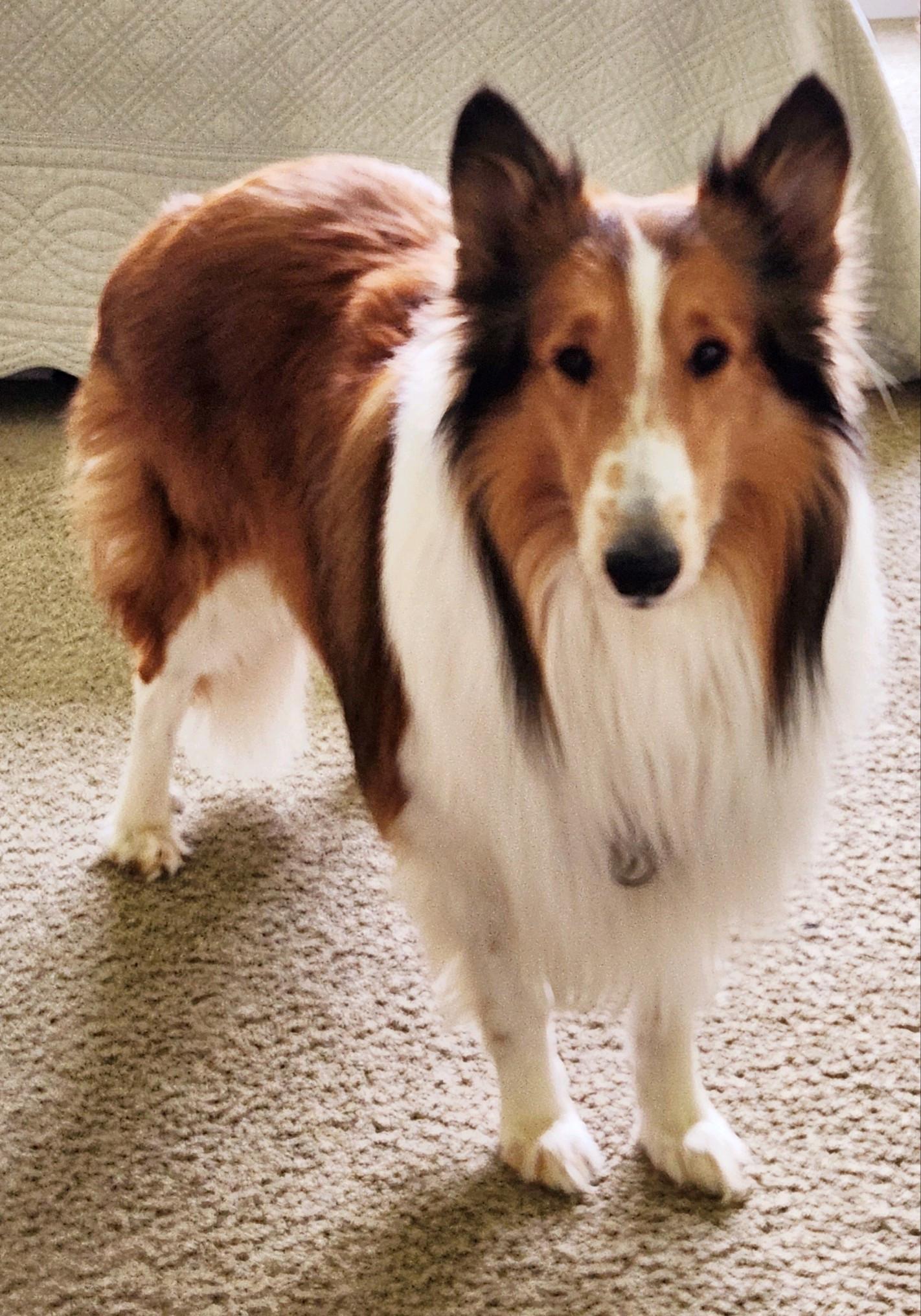 Enlarge Kris, a Adopted Rough Collie in Elyria, OH image 5/6