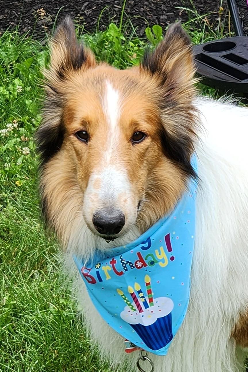 Enlarge Kris, a Adopted Rough Collie in Elyria, OH image 6/6