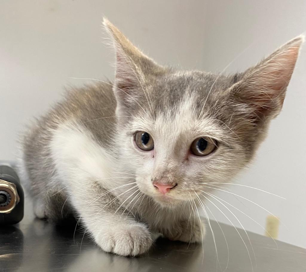 Enlarge Cream Puff, a Adoptable Dilute Calico in Lockhart, TX image 1/1