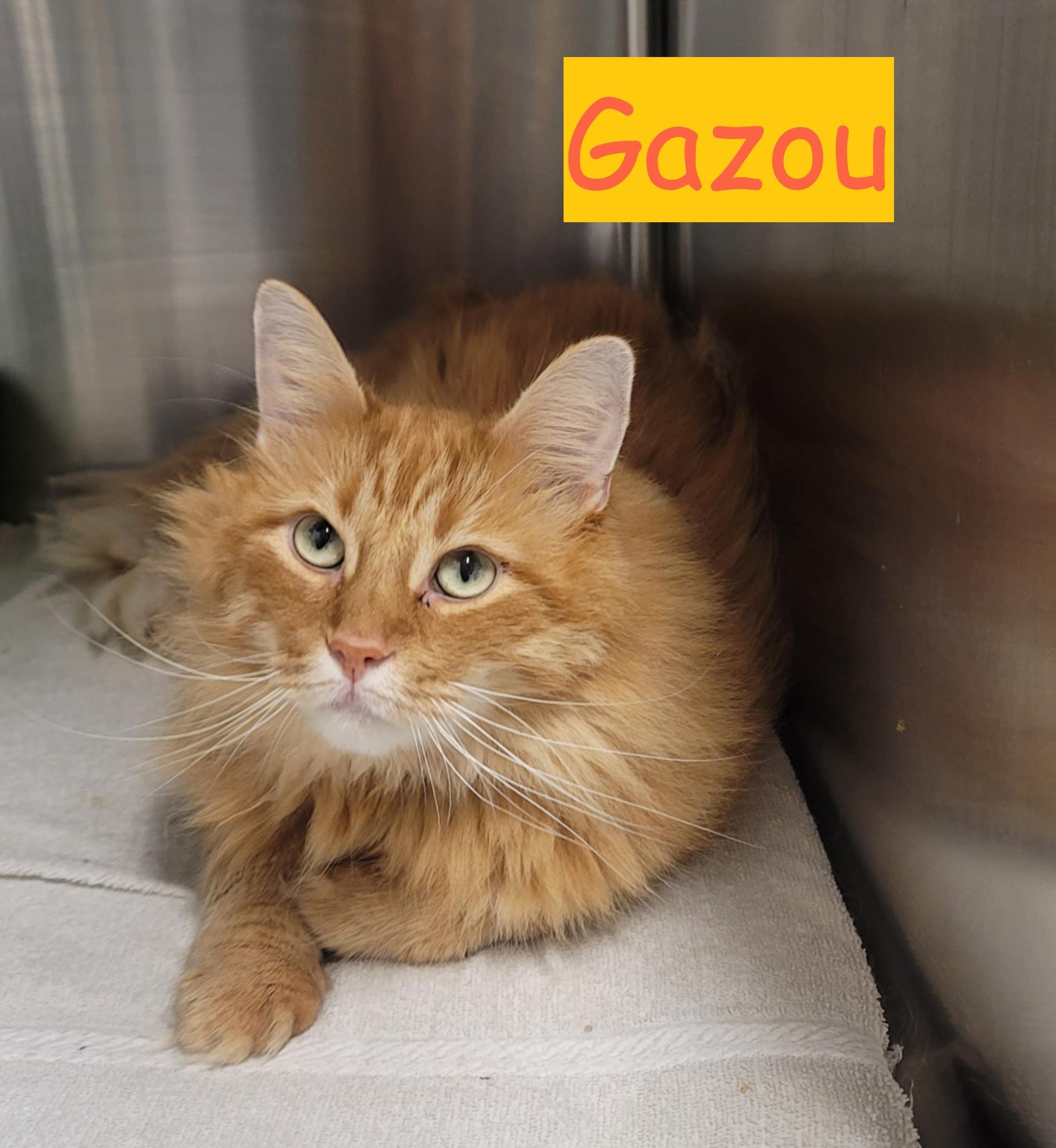 GAZOU