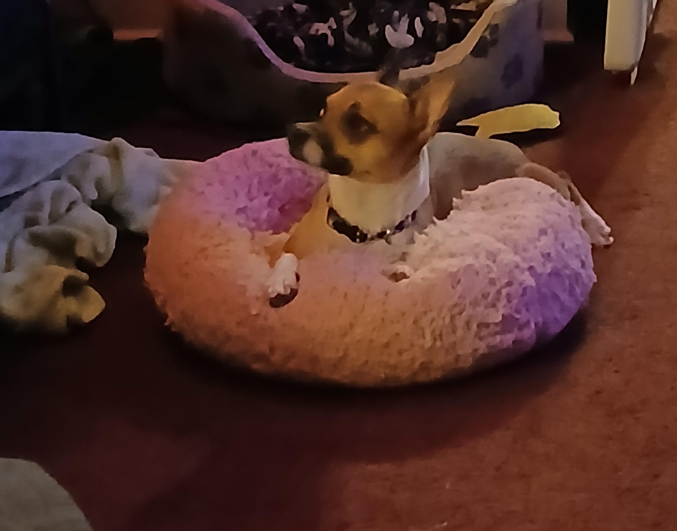 Enlarge Astro, a ADOPTABLE mixed breed in Dayton, OH image 3/4