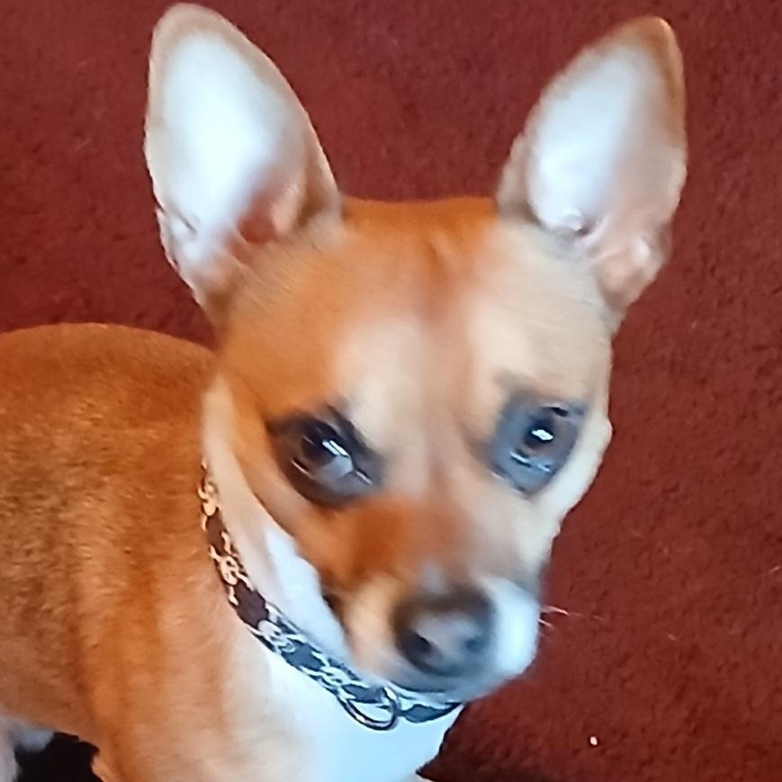 Enlarge Astro, a ADOPTABLE mixed breed in Dayton, OH image 2/4