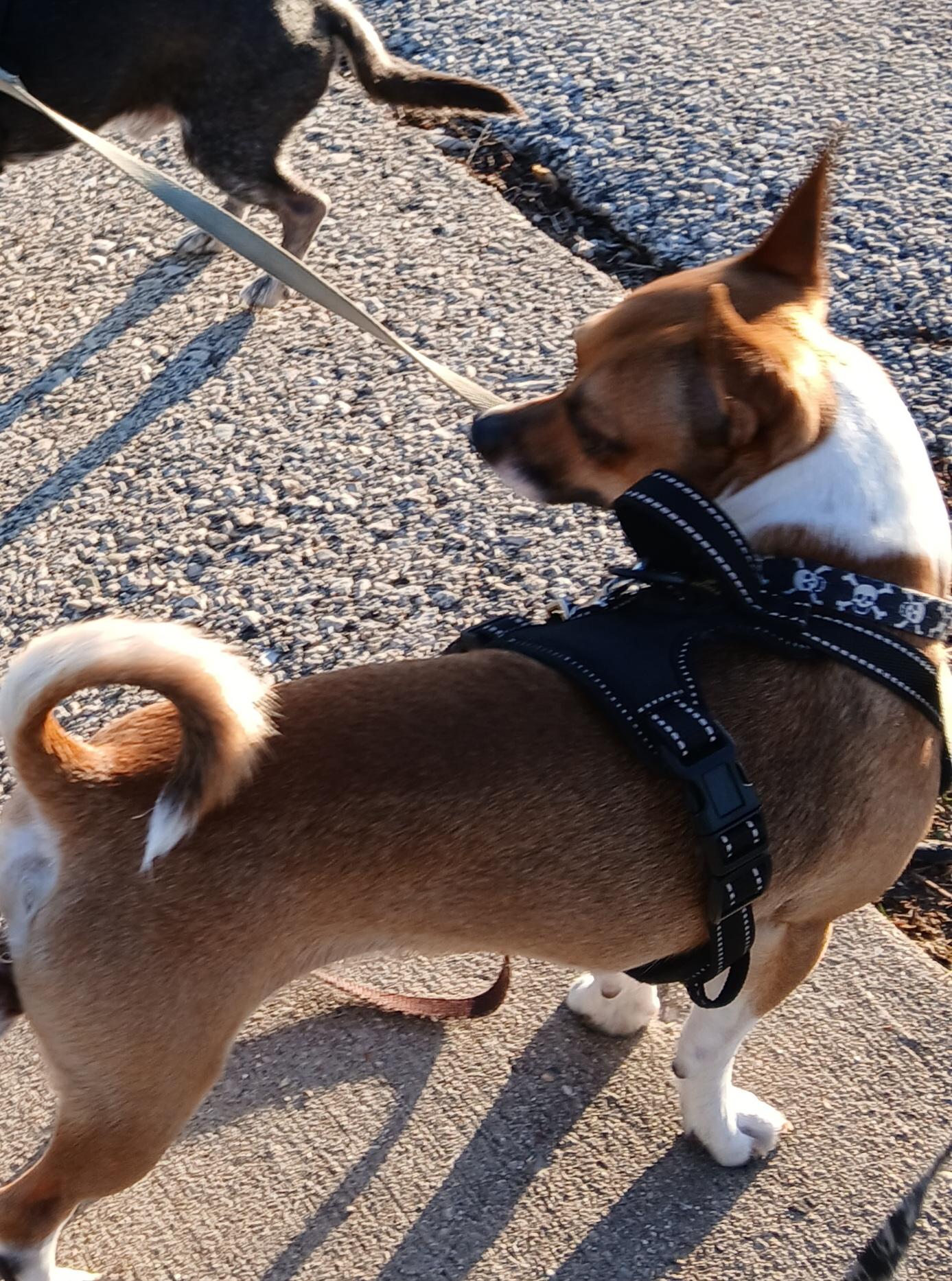 Enlarge Astro, a ADOPTABLE mixed breed in Dayton, OH image 4/4