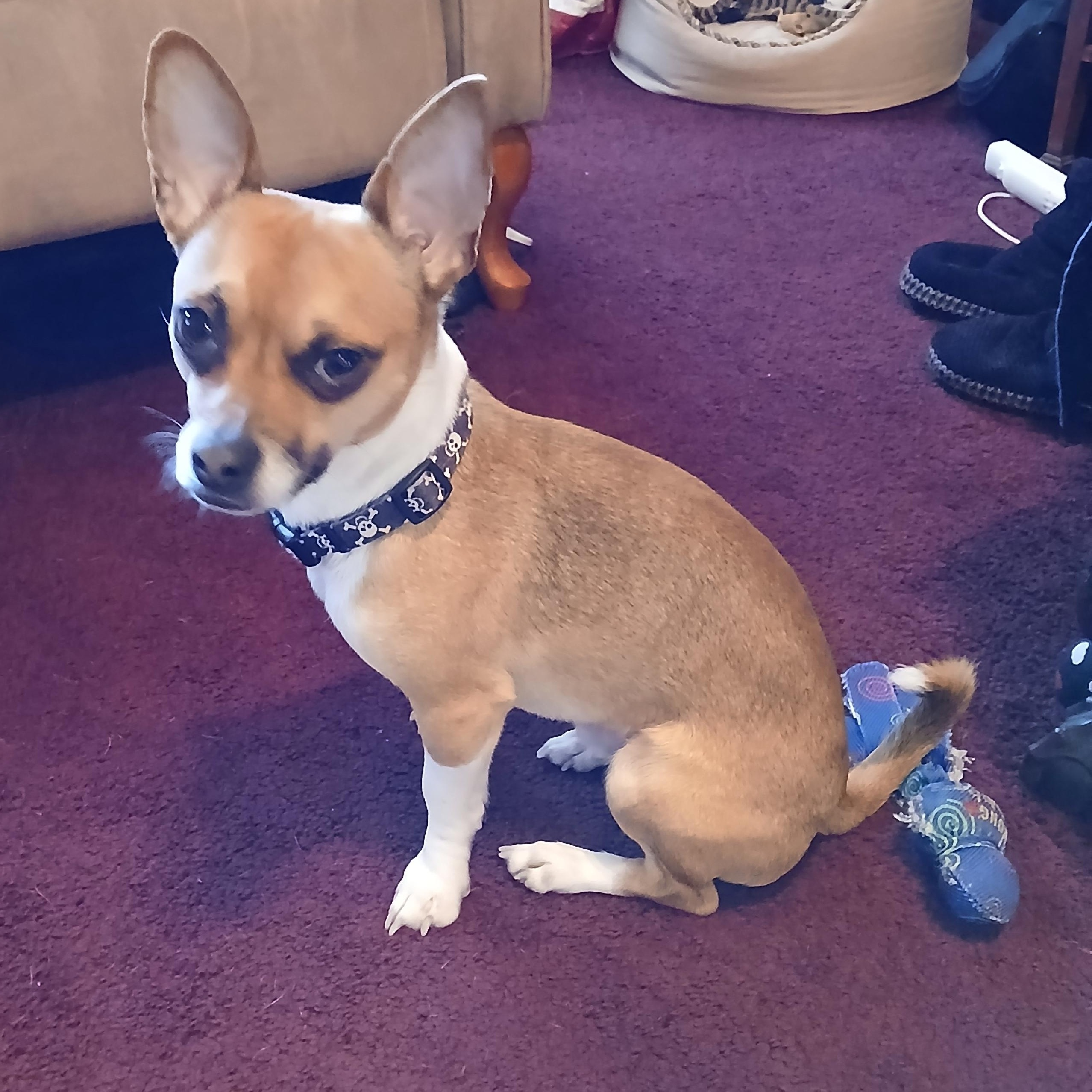Astro, ADOPTABLE, Young Male Chihuahua & Terrier.