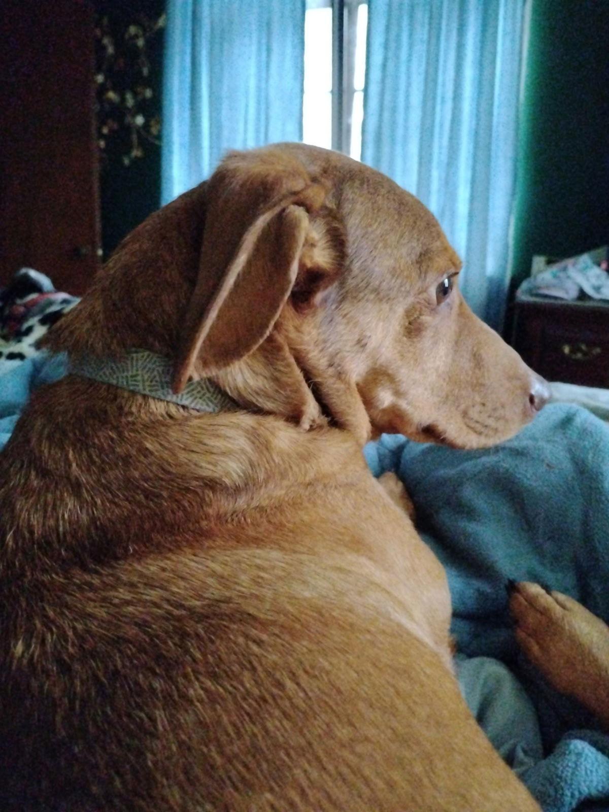 Enlarge Linnie, a Adoptable Dachshund in Fairmont, WV image 1/3