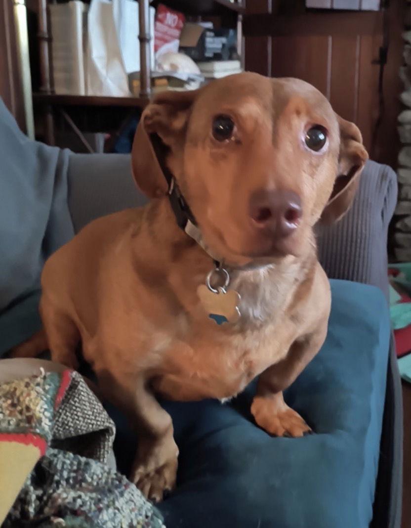 Enlarge Linnie, a Adoptable Dachshund in Fairmont, WV image 2/3