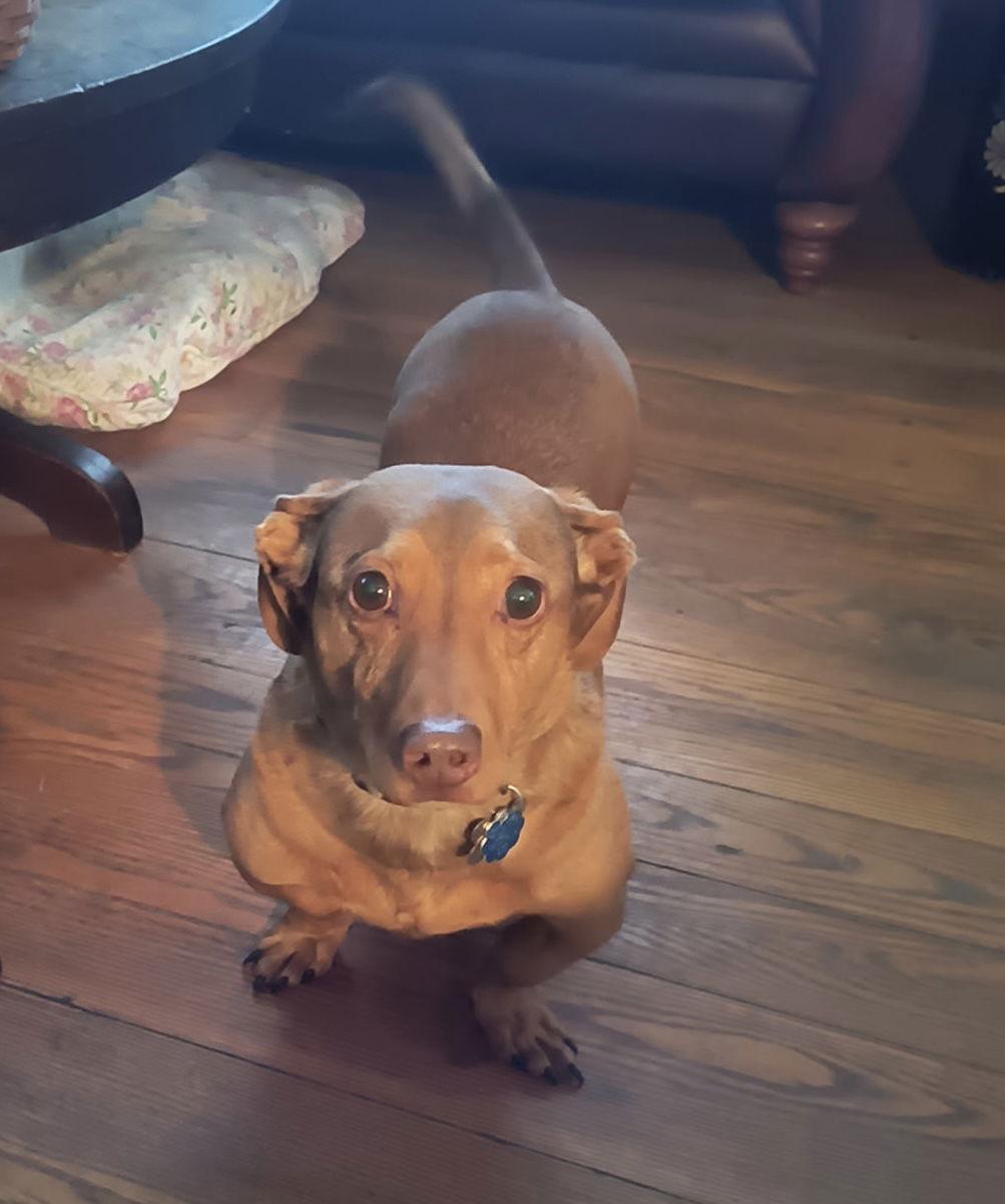 Enlarge Linnie, a Adoptable Dachshund in Fairmont, WV image 3/3