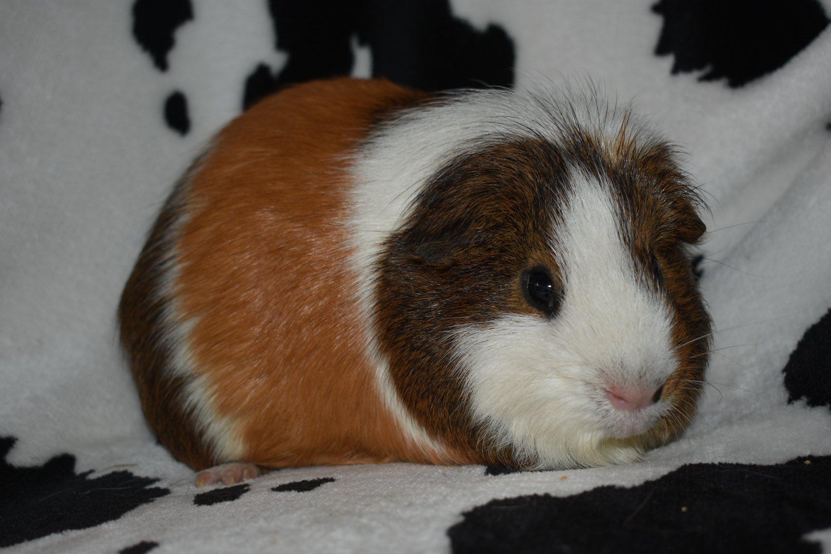 Hershey, Adopted, Adult Male Guinea Pig.
