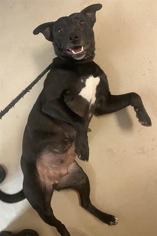 PAWLY, Adoptable, Adult Female Labrador Retriever & Pit Bull Terrier.