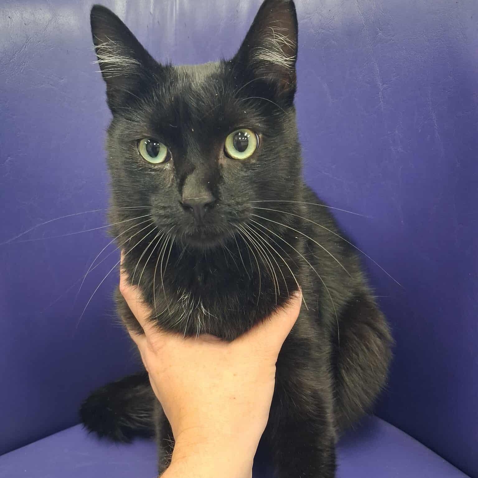 Sargent Stowaway, Adoptable, Adult Male Domestic Short Hair.