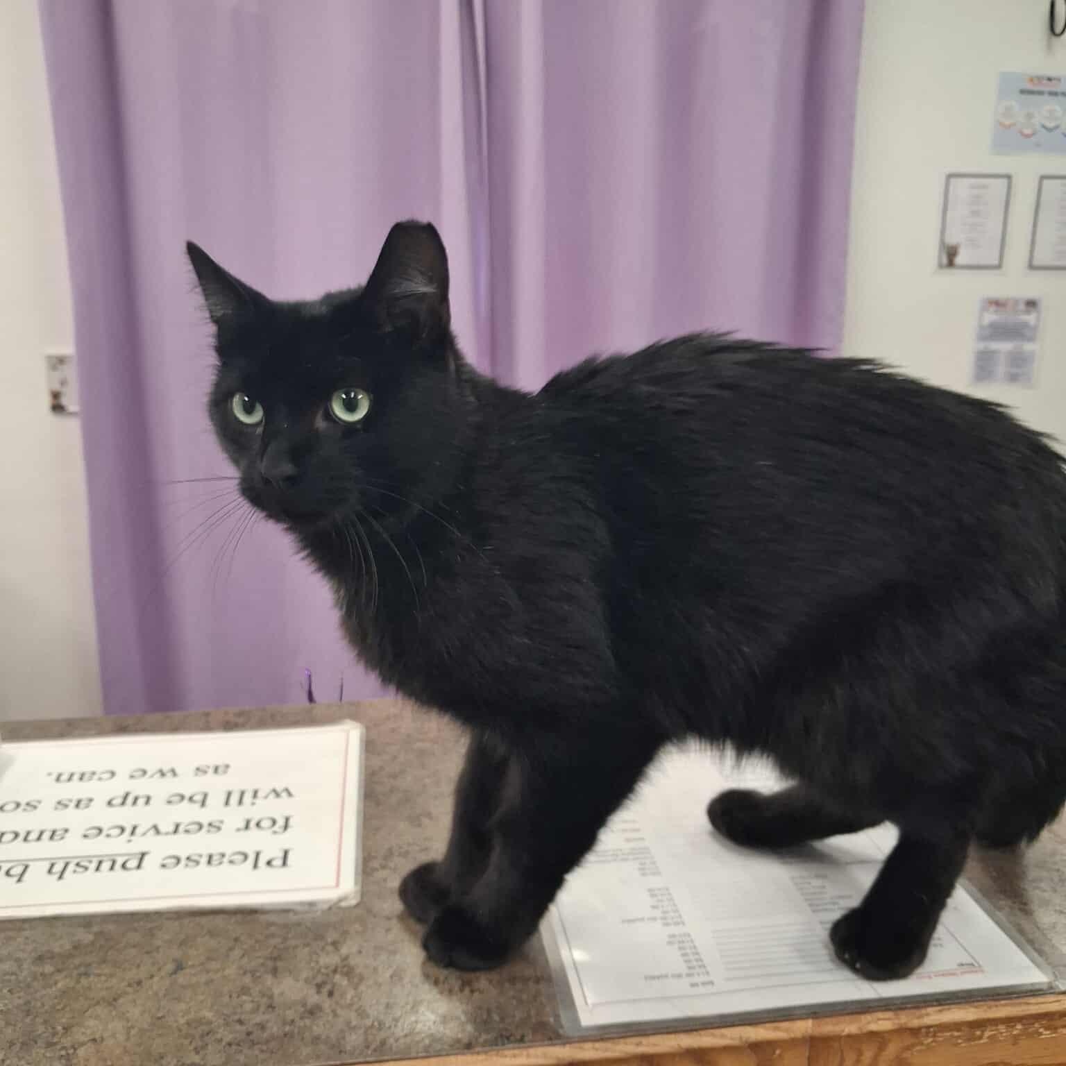 Sargent Stowaway, a other Domestic Short Hair in Roosevelt, UT image 1/3