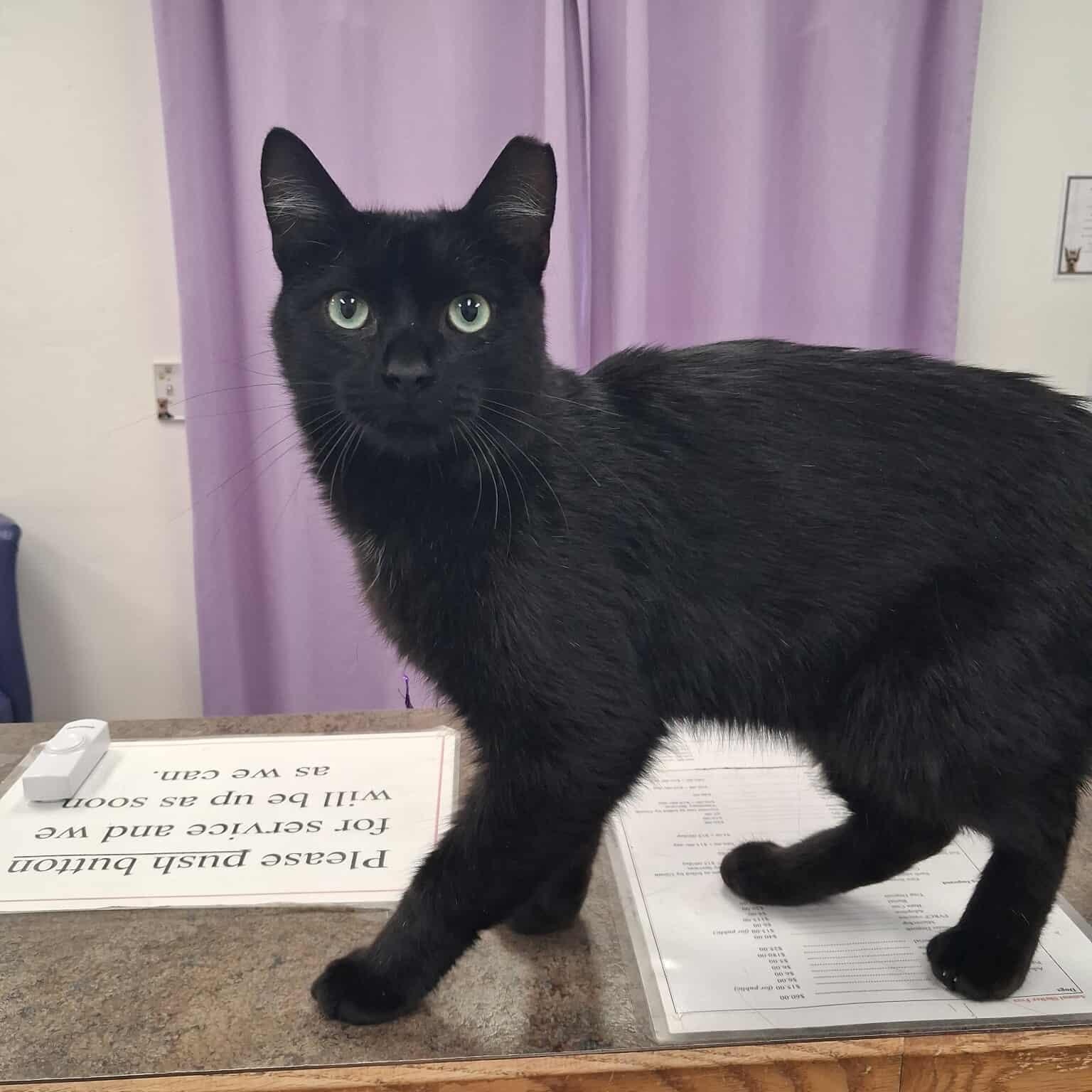 Sargent Stowaway, a other Domestic Short Hair in Roosevelt, UT image 2/3