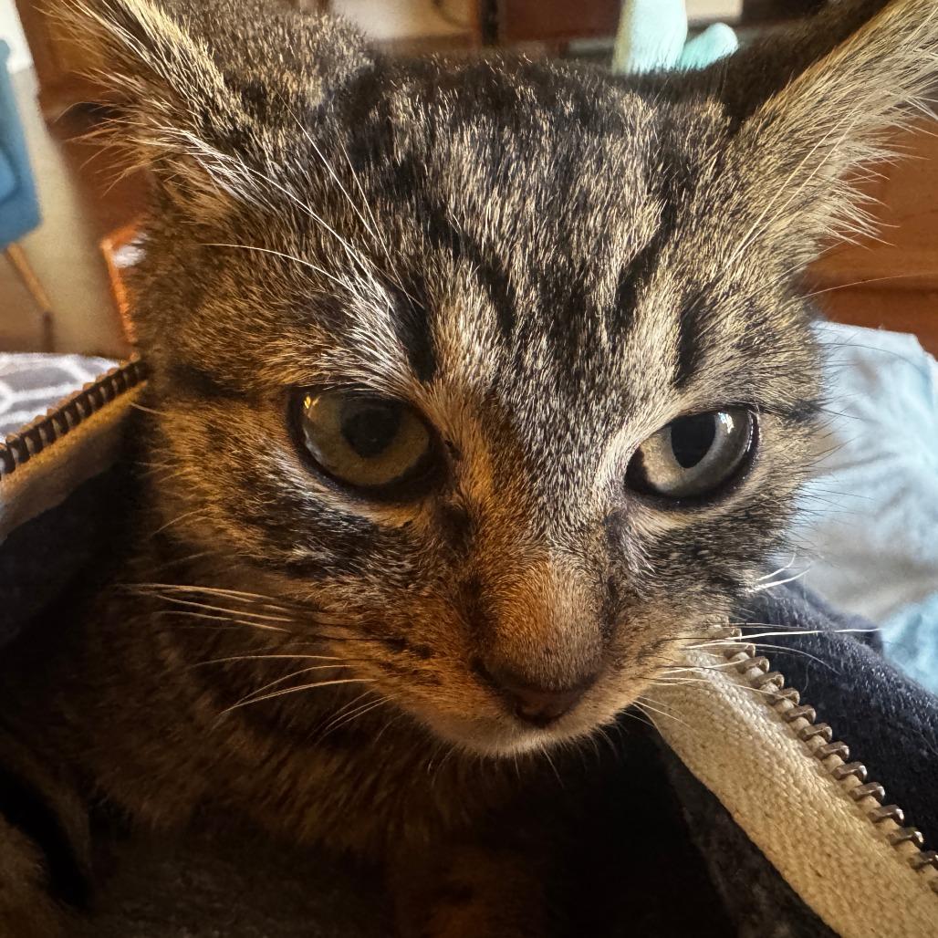 Delta — thumbnail 4