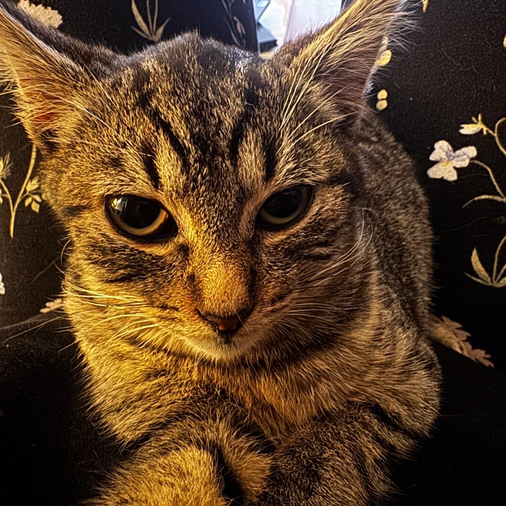 Delta — thumbnail 5