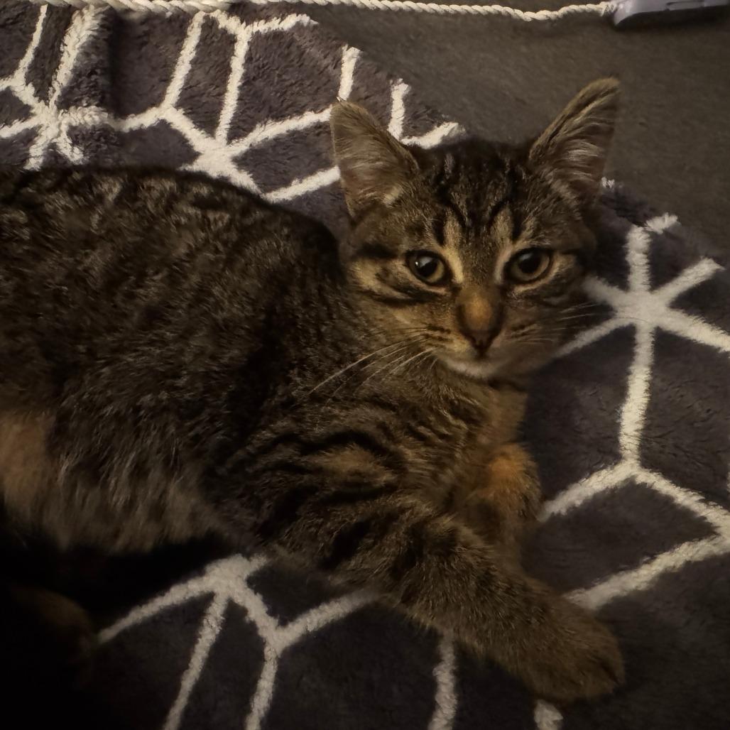 Delta — thumbnail 6