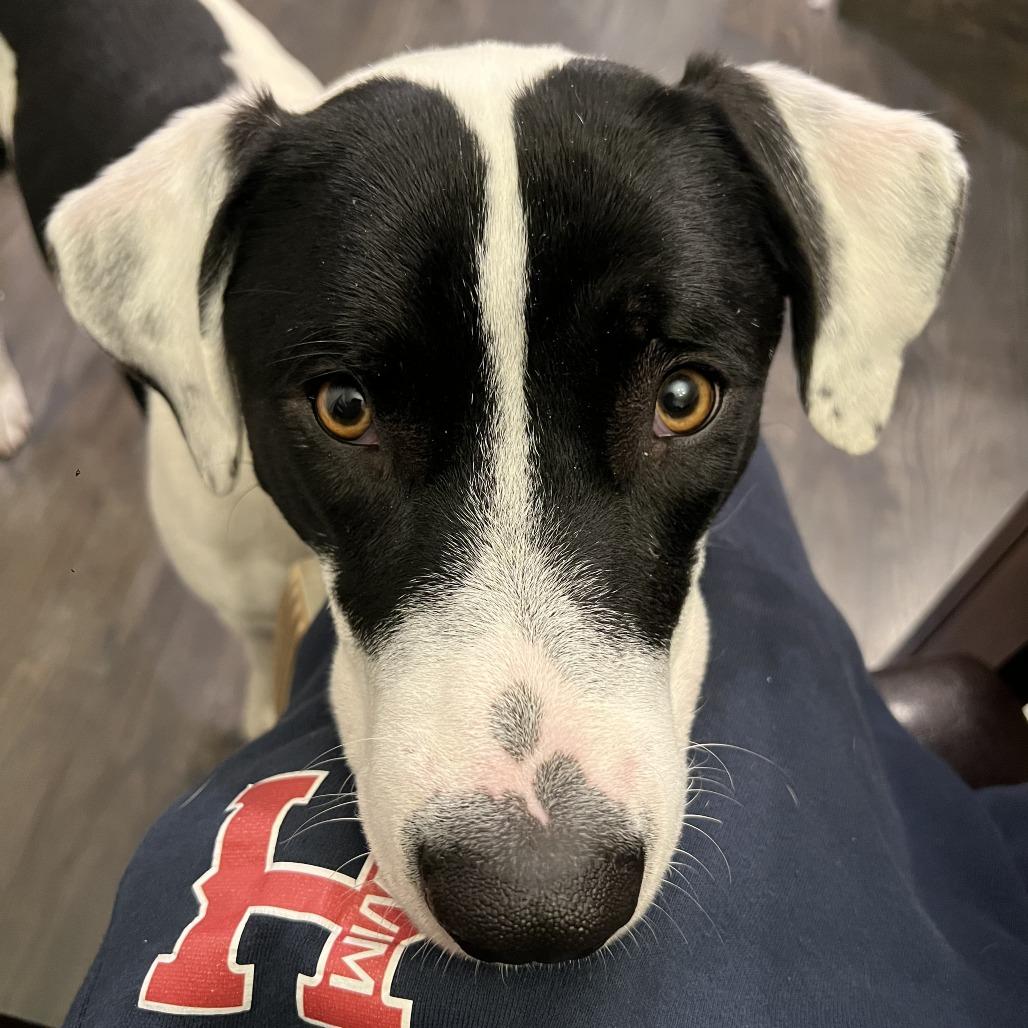 Piper, Adoptable, Young Female Border Collie & Mixed Breed.