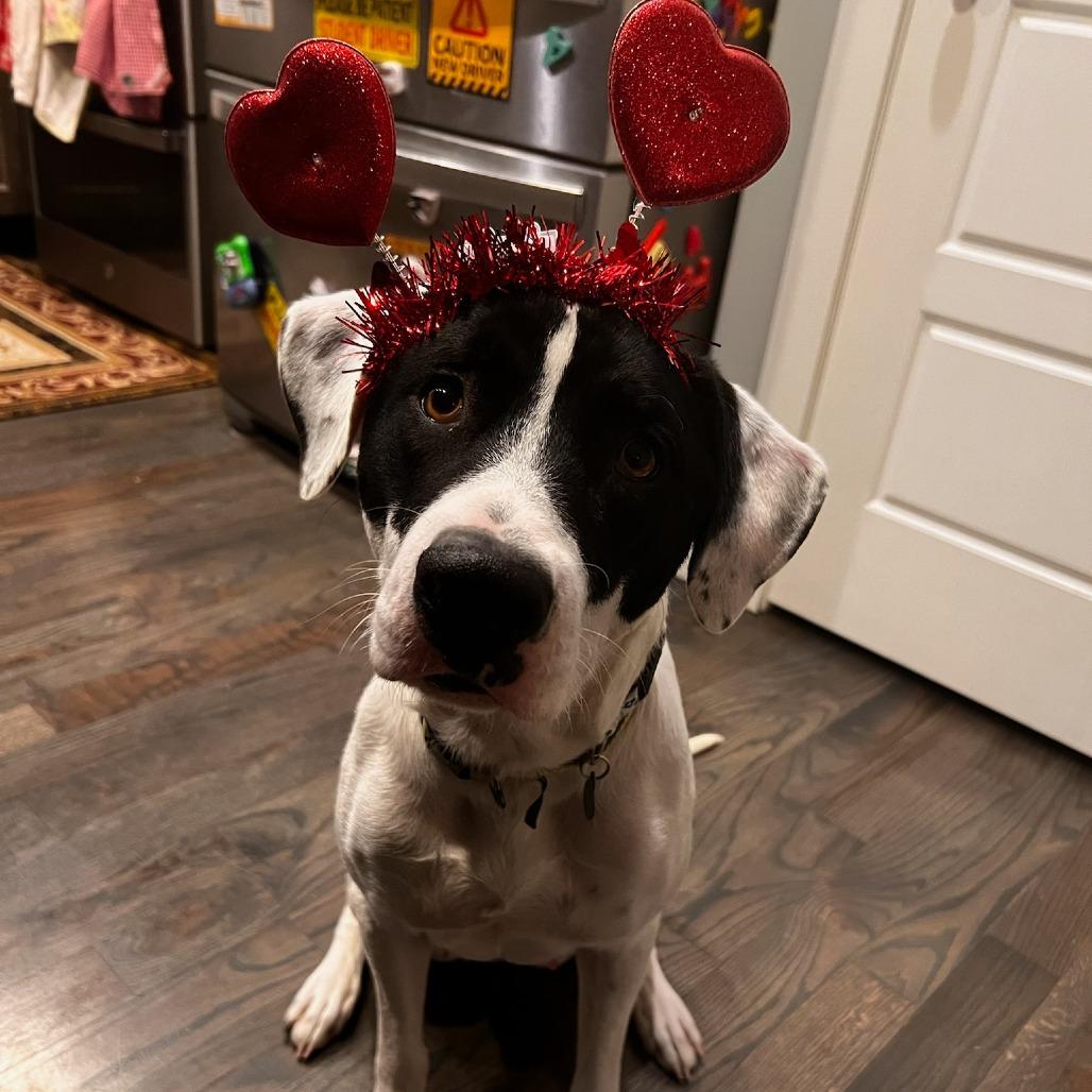 Piper, a Adoptable mixed breed in Murray, UT image 2/6