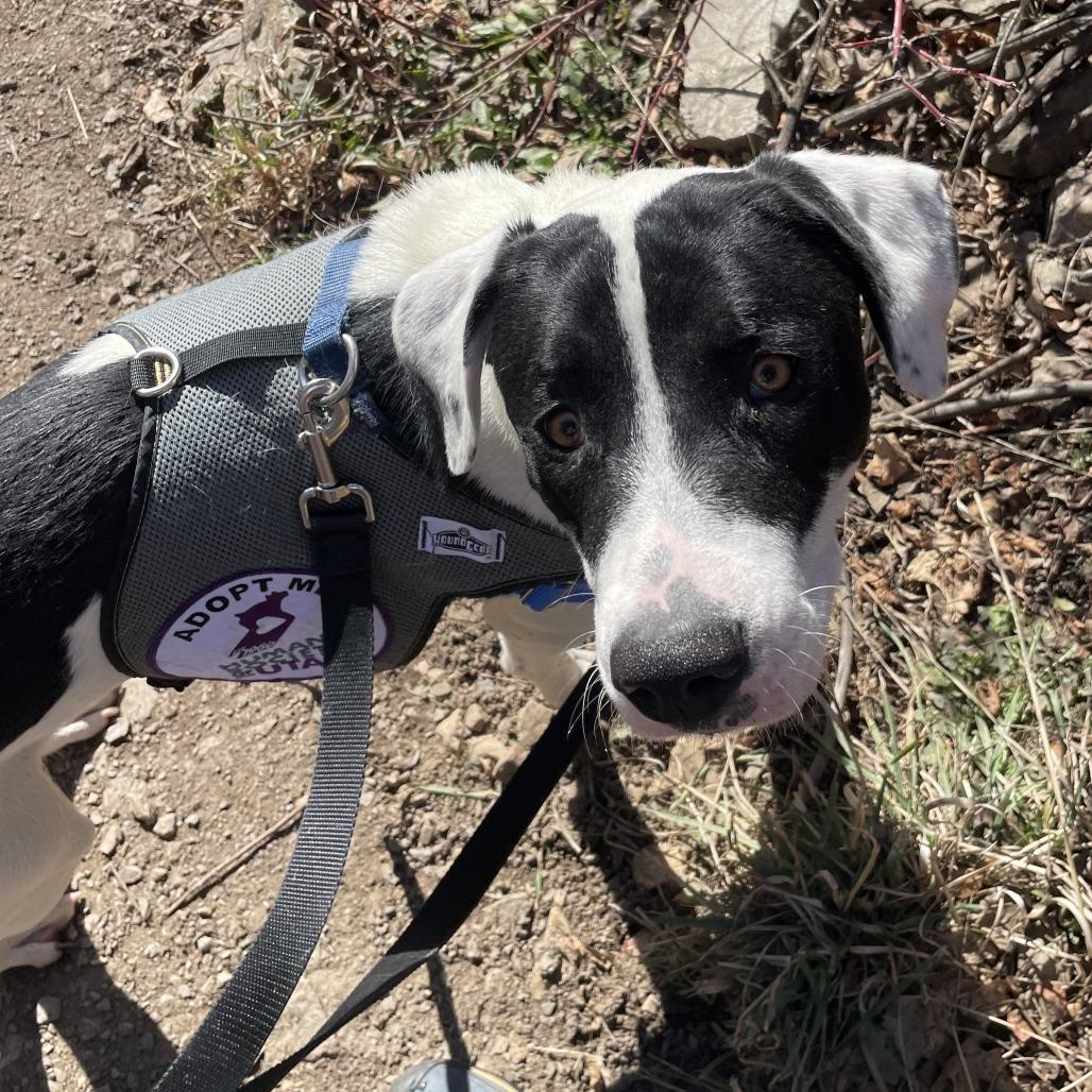Piper, a Adoptable mixed breed in Murray, UT image 3/6
