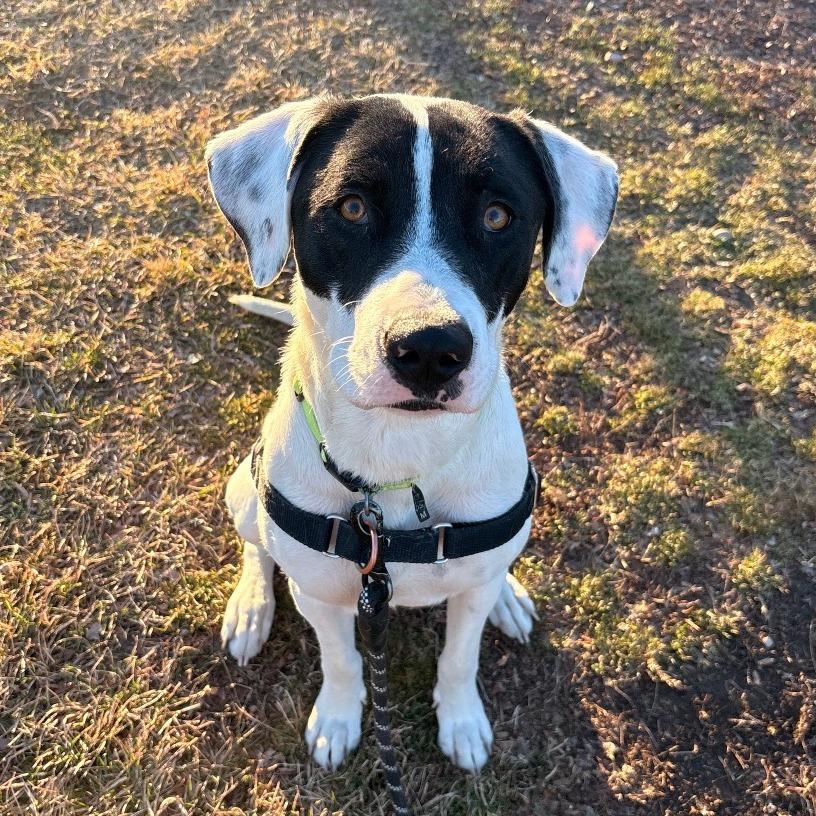 Piper, a Adoptable mixed breed in Murray, UT image 4/6
