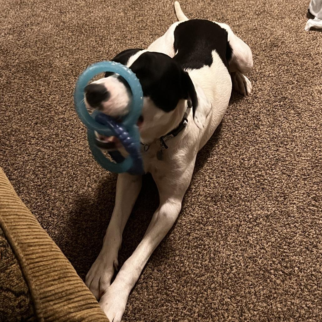 Piper, a Adoptable mixed breed in Murray, UT image 5/6