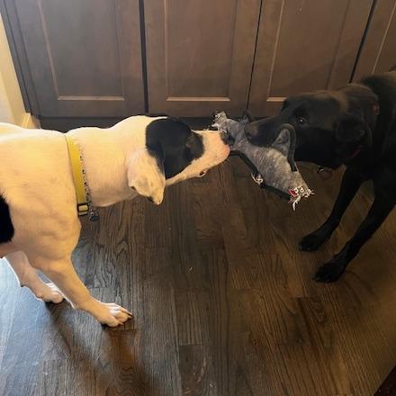 Piper, a Adoptable mixed breed in Murray, UT image 6/6