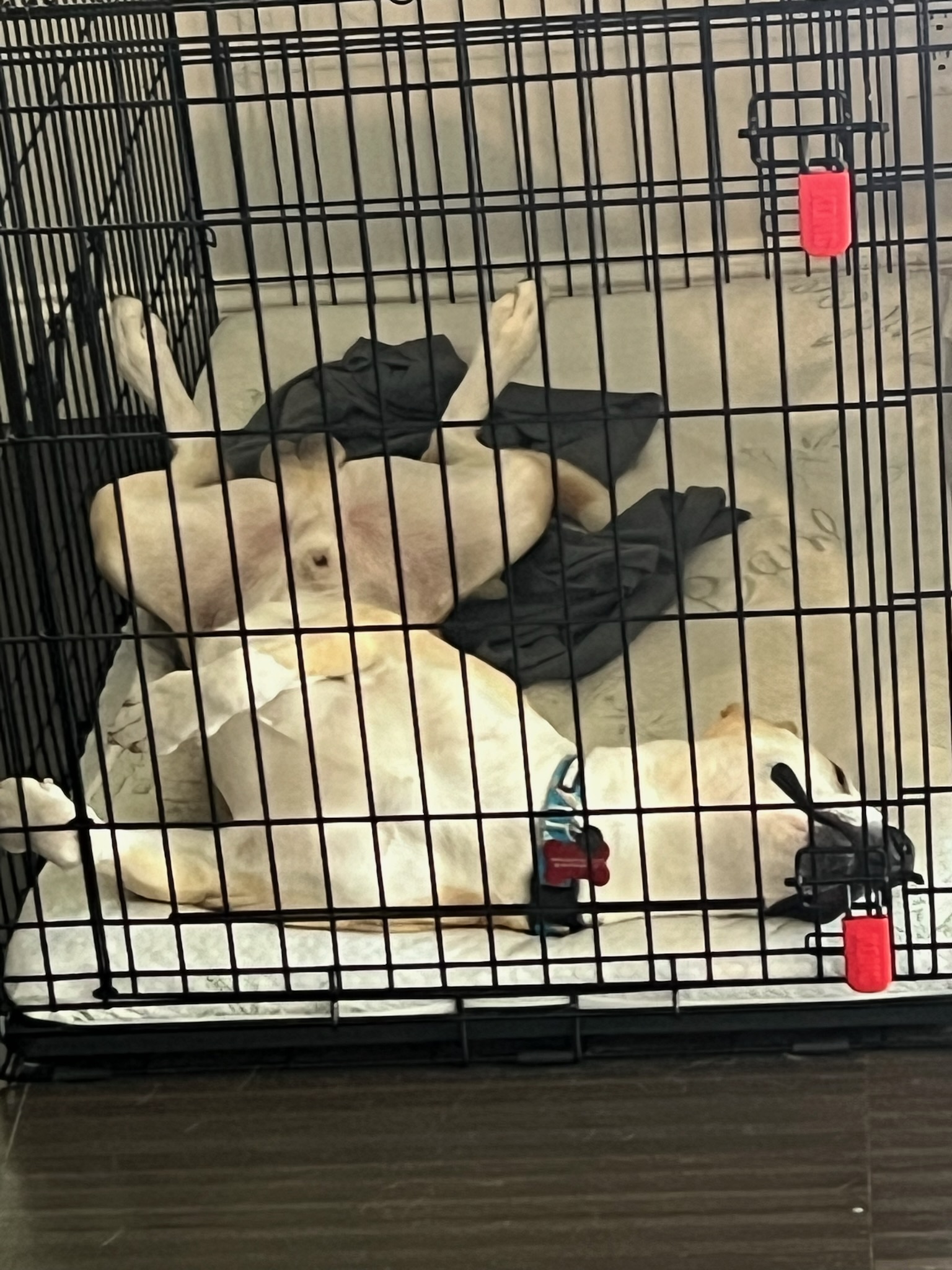 Enlarge Spike, a Adoptable mixed breed in Huntington Beach, CA image 2/3