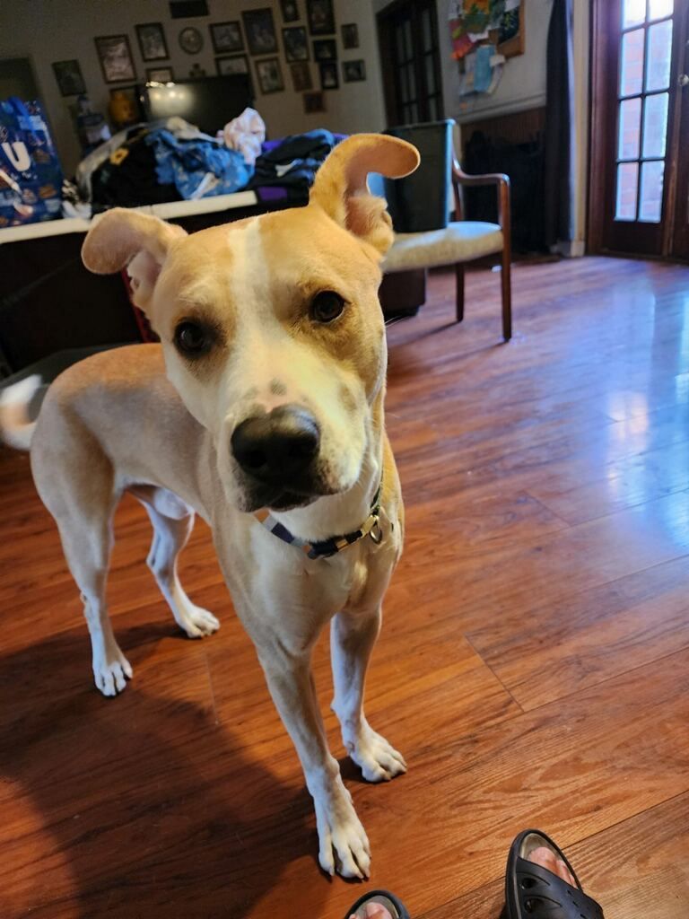 Enlarge Spike, a Adoptable mixed breed in Huntington Beach, CA image 1/3