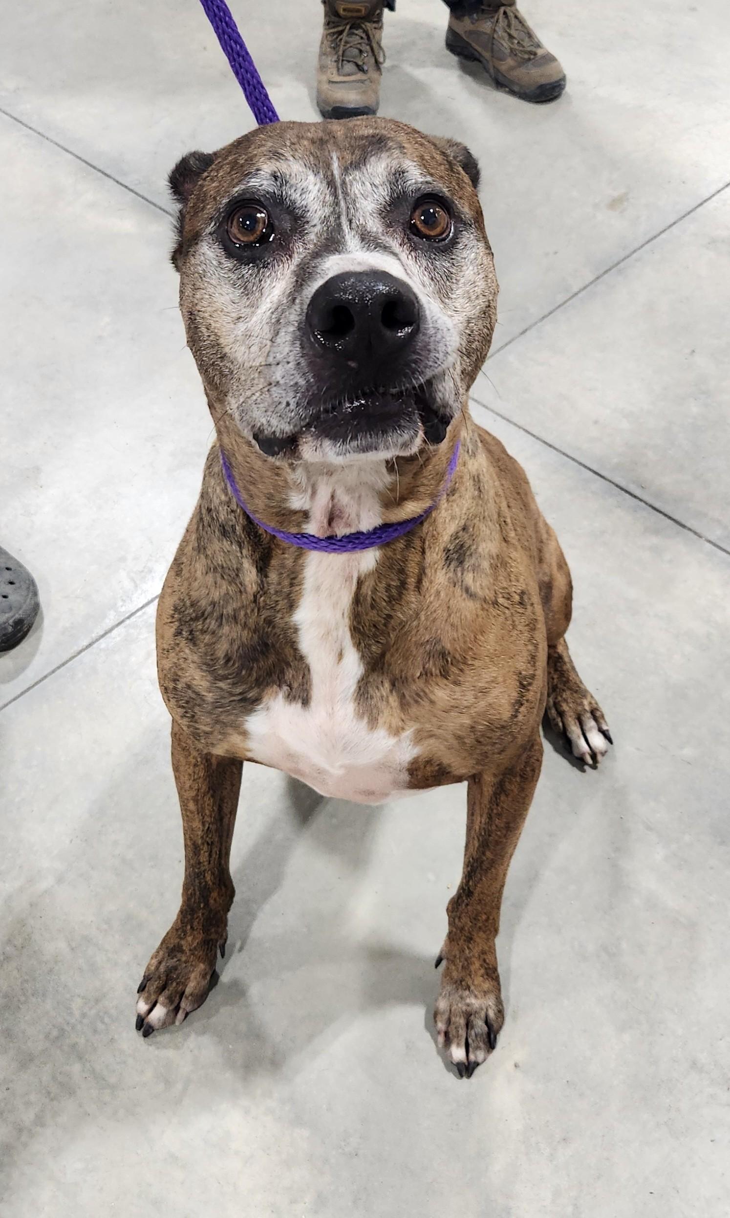 Tucker, ADOPTABLE, Senior Male Cane Corso.
