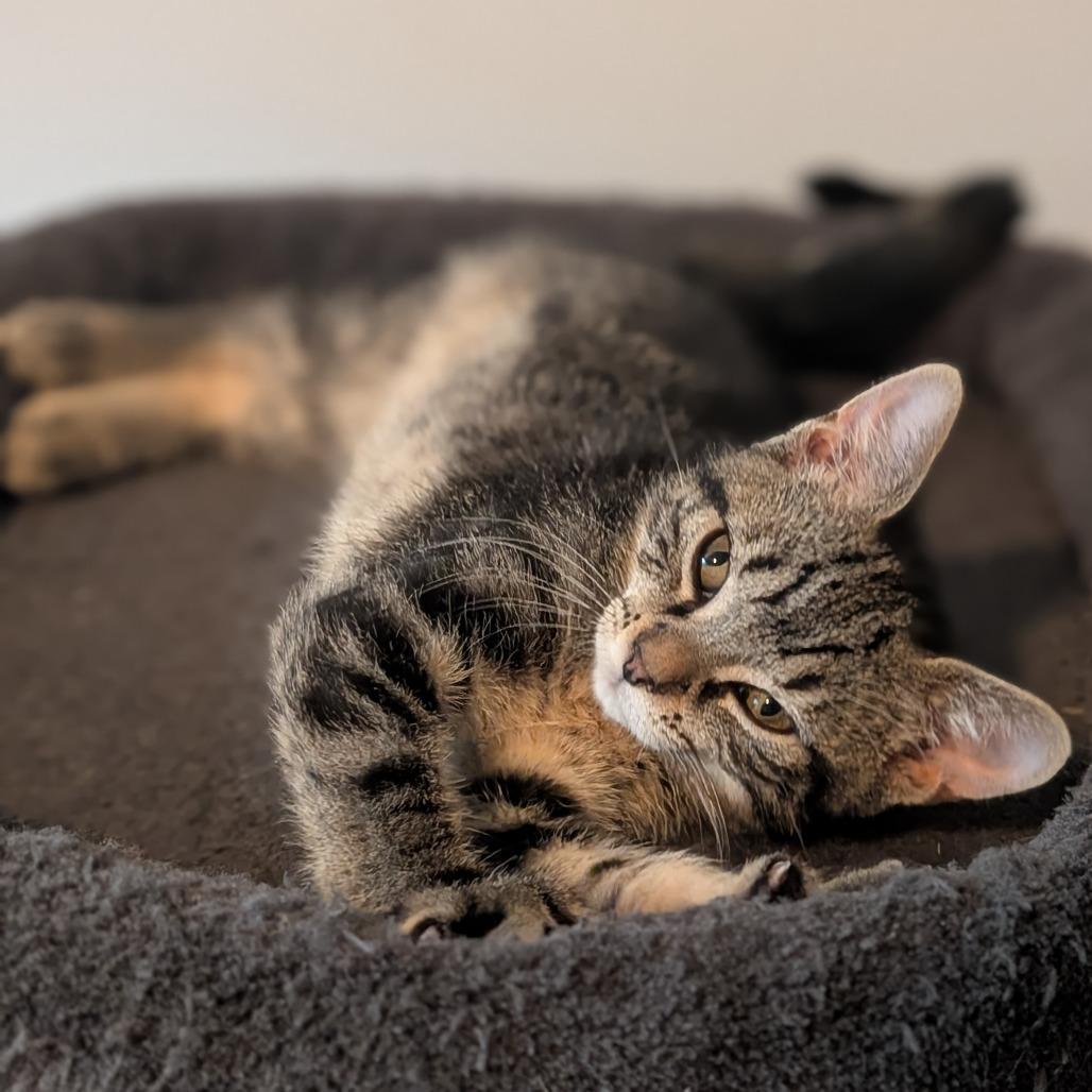 Mulberry, Adoptable, Kitten Female Domestic Short Hair.