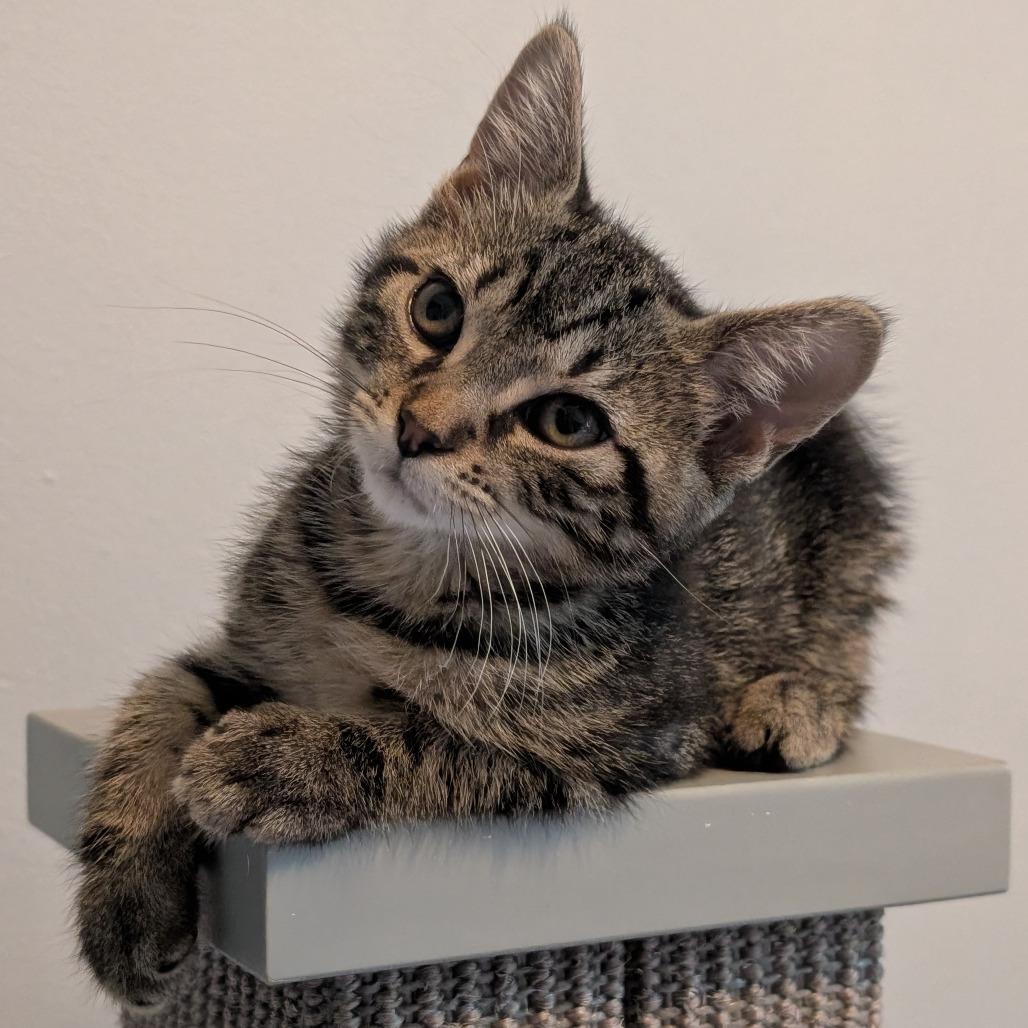 Enlarge Mulberry, a Adoptable Domestic Short Hair in Middleton, WI image 2/3