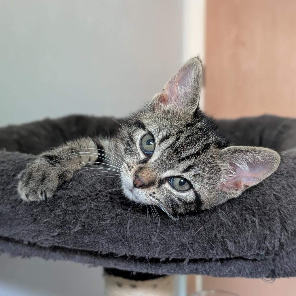 Enlarge Mulberry, a Adoptable Domestic Short Hair in Middleton, WI image 3/3
