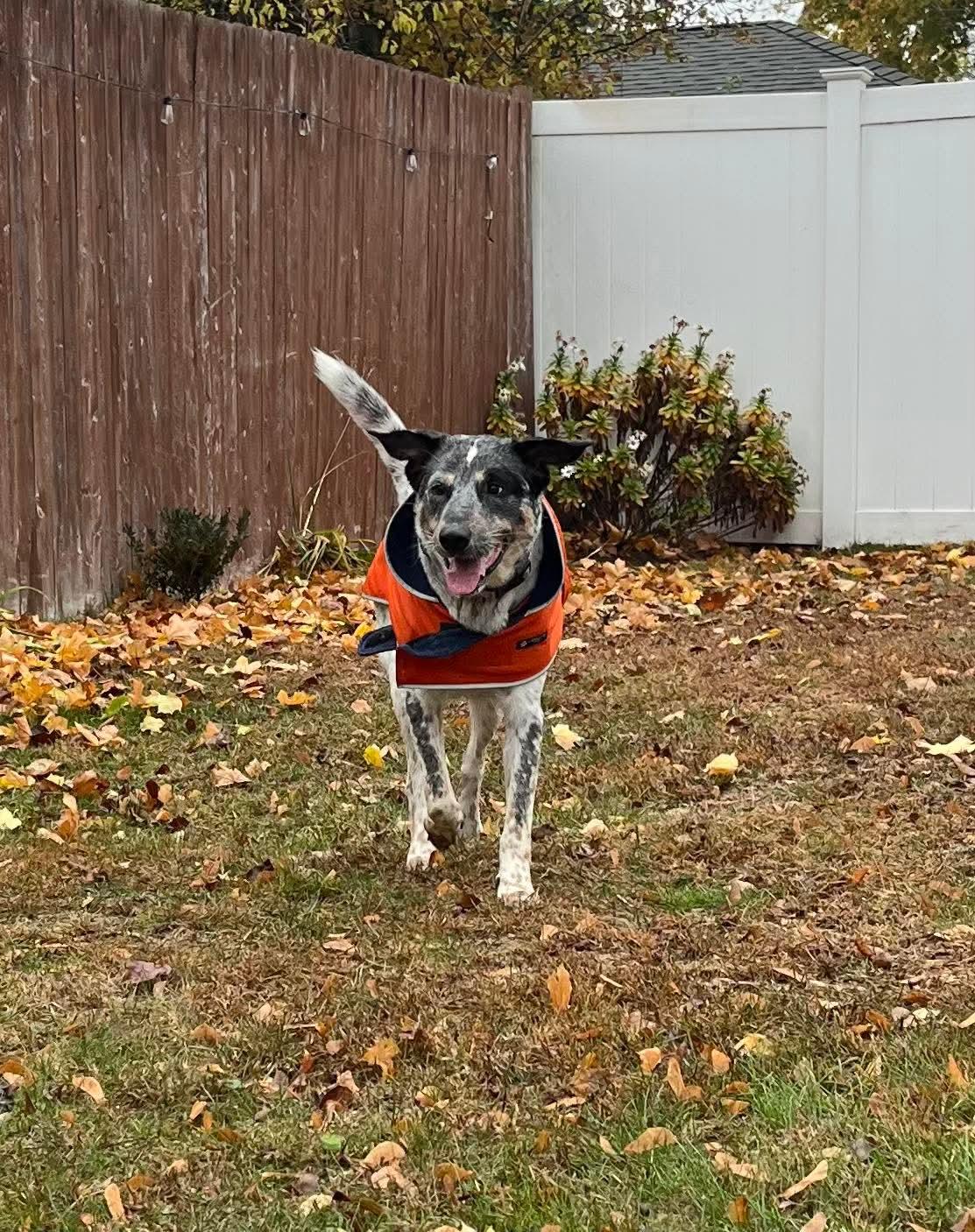 Enlarge Riley, a Adoptable mixed breed in Westwood, NJ image 4/6