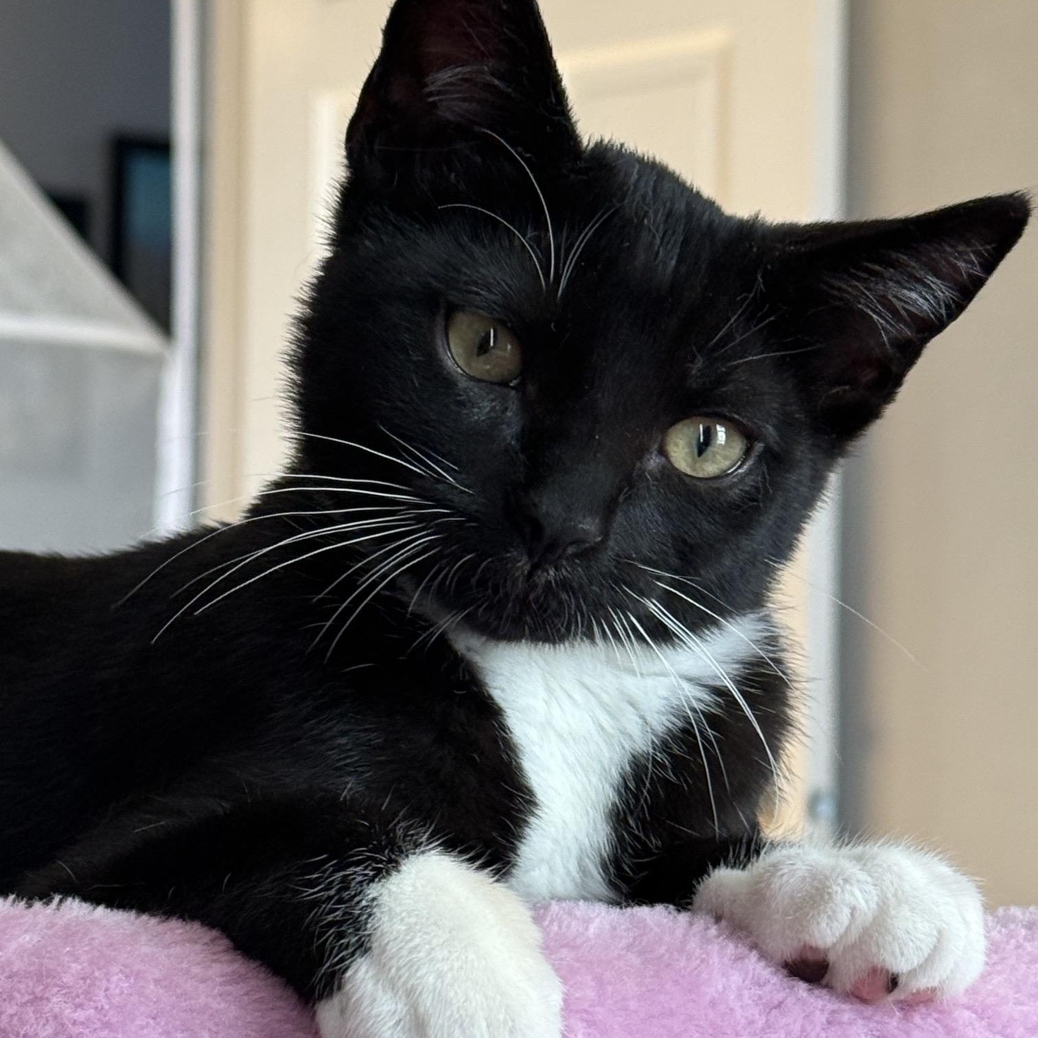 Larry, adoptable, Kitten Male American Shorthair.