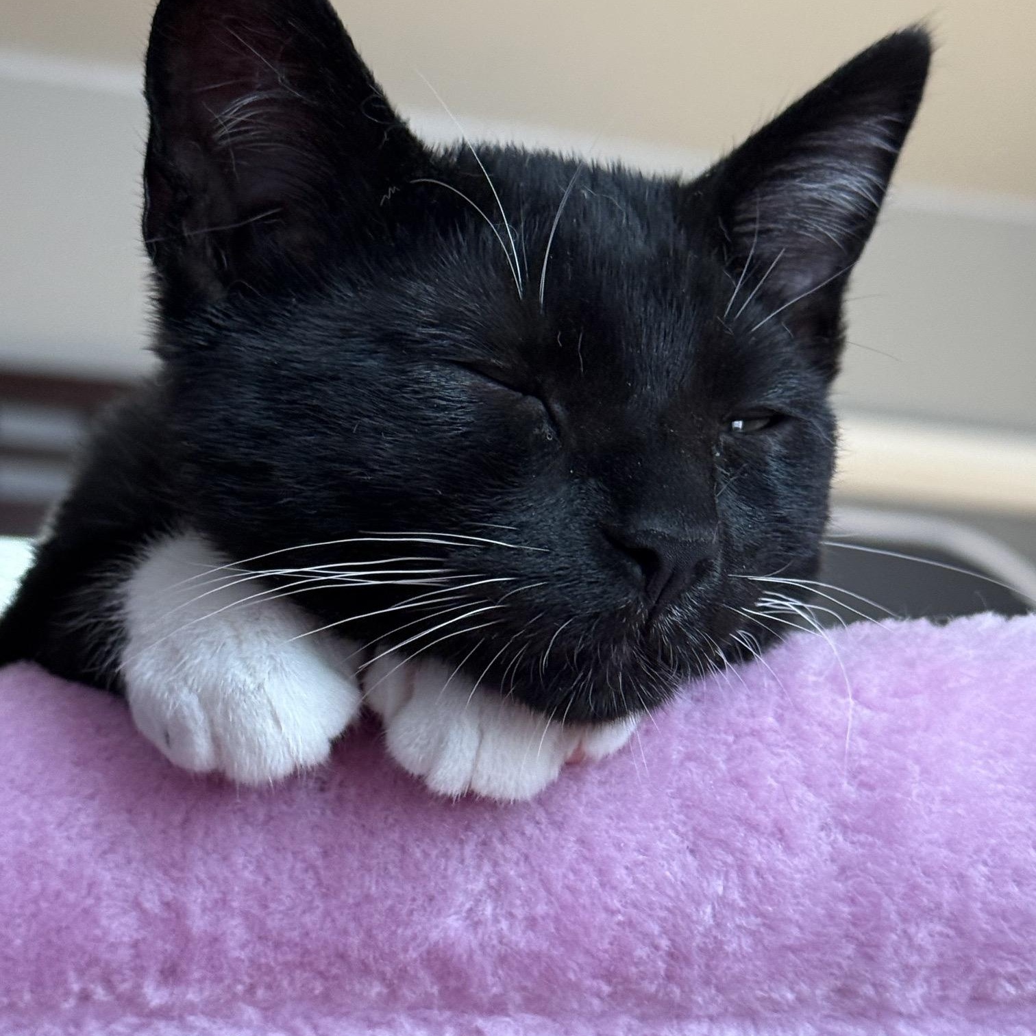 Enlarge Larry, an adoptable American Shorthair in Hillsboro, OR image 2/6
