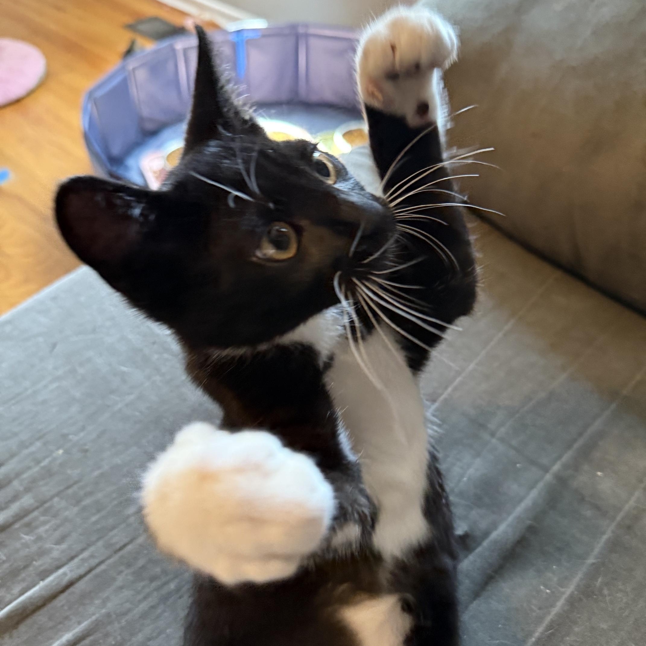Enlarge Larry, an adoptable American Shorthair in Hillsboro, OR image 3/6
