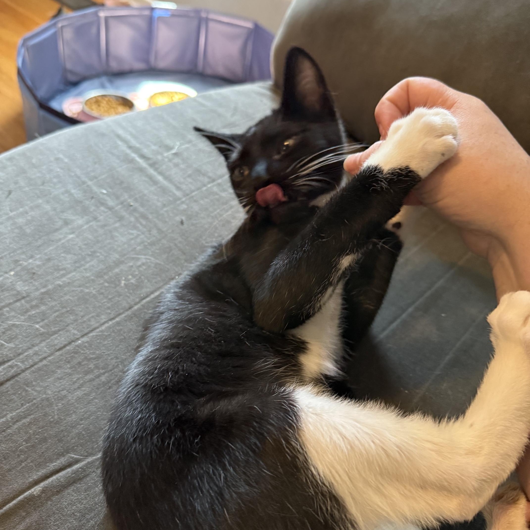 Enlarge Larry, an adoptable American Shorthair in Hillsboro, OR image 5/6